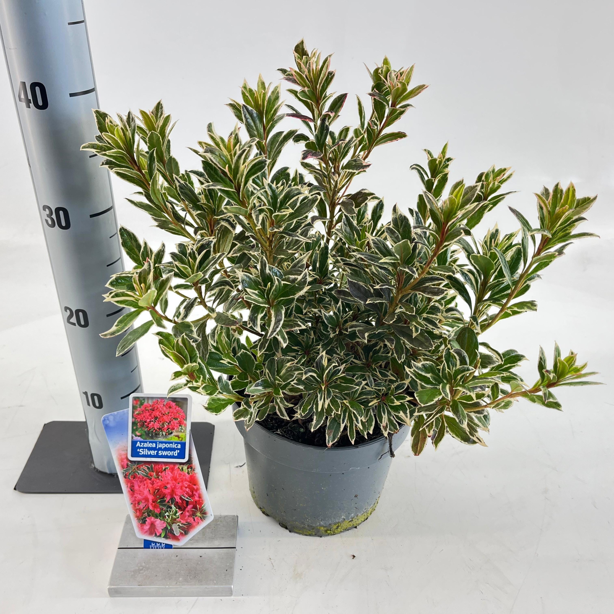 Rhododendron (AJ) 'Silver Sword', D 19 cm
