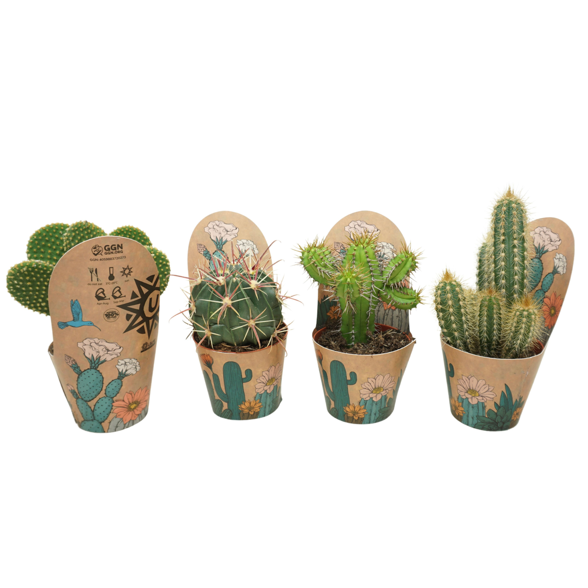 Cactus mix 8,5 cm in Ubink potcover, D 8,5 cm