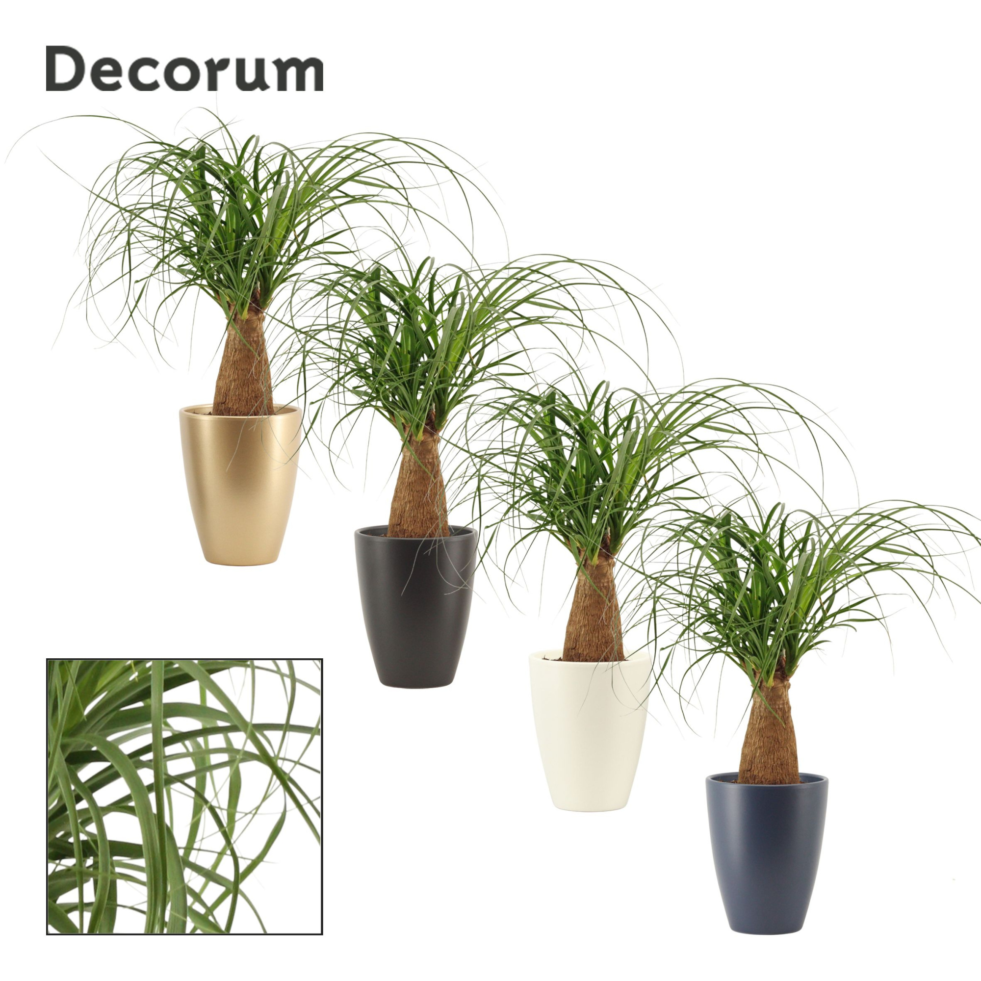 Beaucarnea recht 12 cm in Carly (Neo Architect-collection), D 12 cm