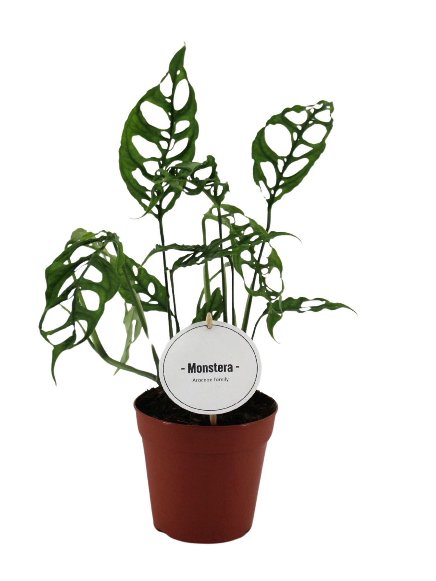 Monstera Obliqua Peru, D 12 cm