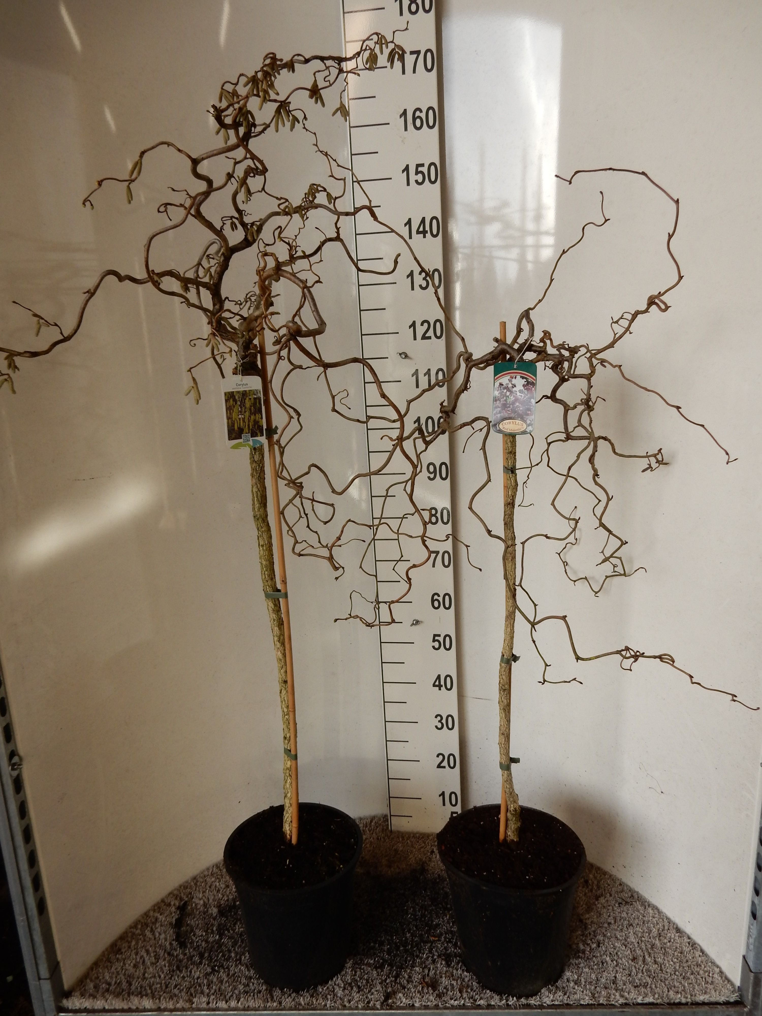 Corylus in cultivars 80 stam 30-40 kroon P28, D 28 cm