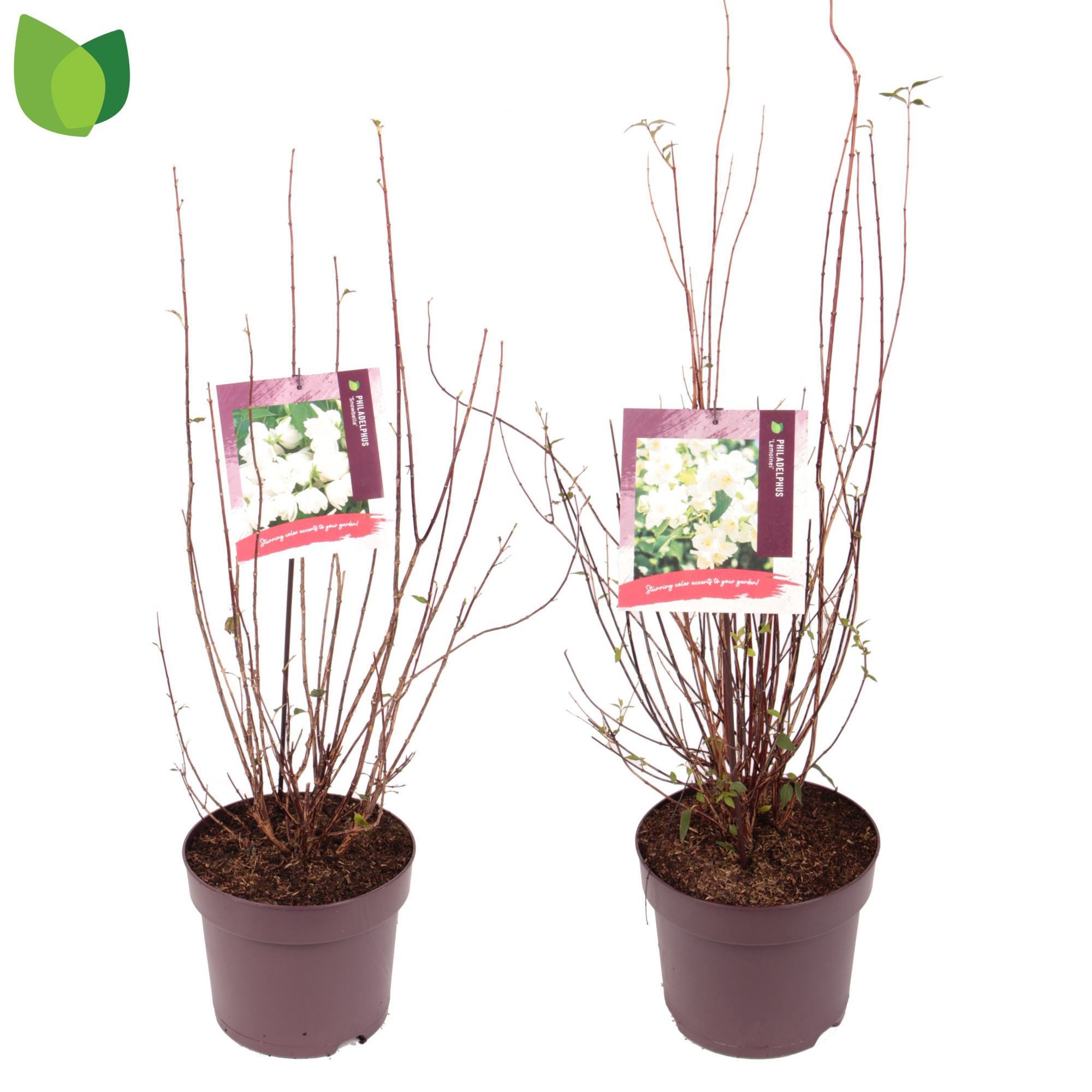 Philadelphus C7,5/P26 MIX, D 26