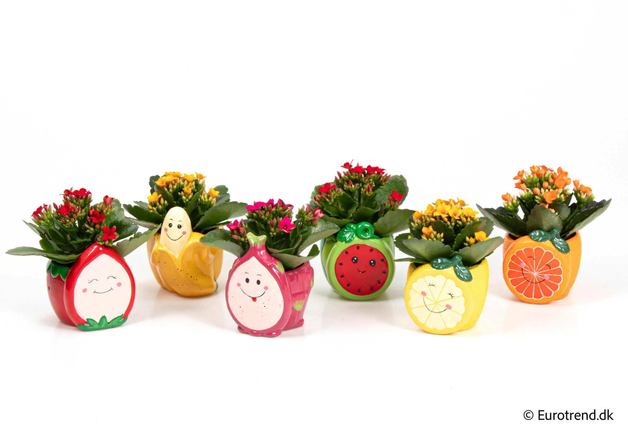 Kalanchoe in Spring, Summer & Autumn ceramic 2026, D 6