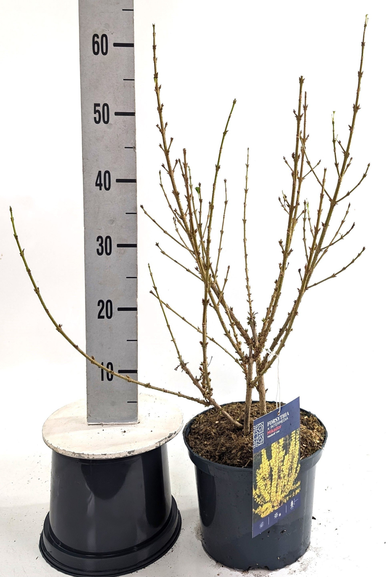 Forsythia int. 'Mikador', D 23 cm