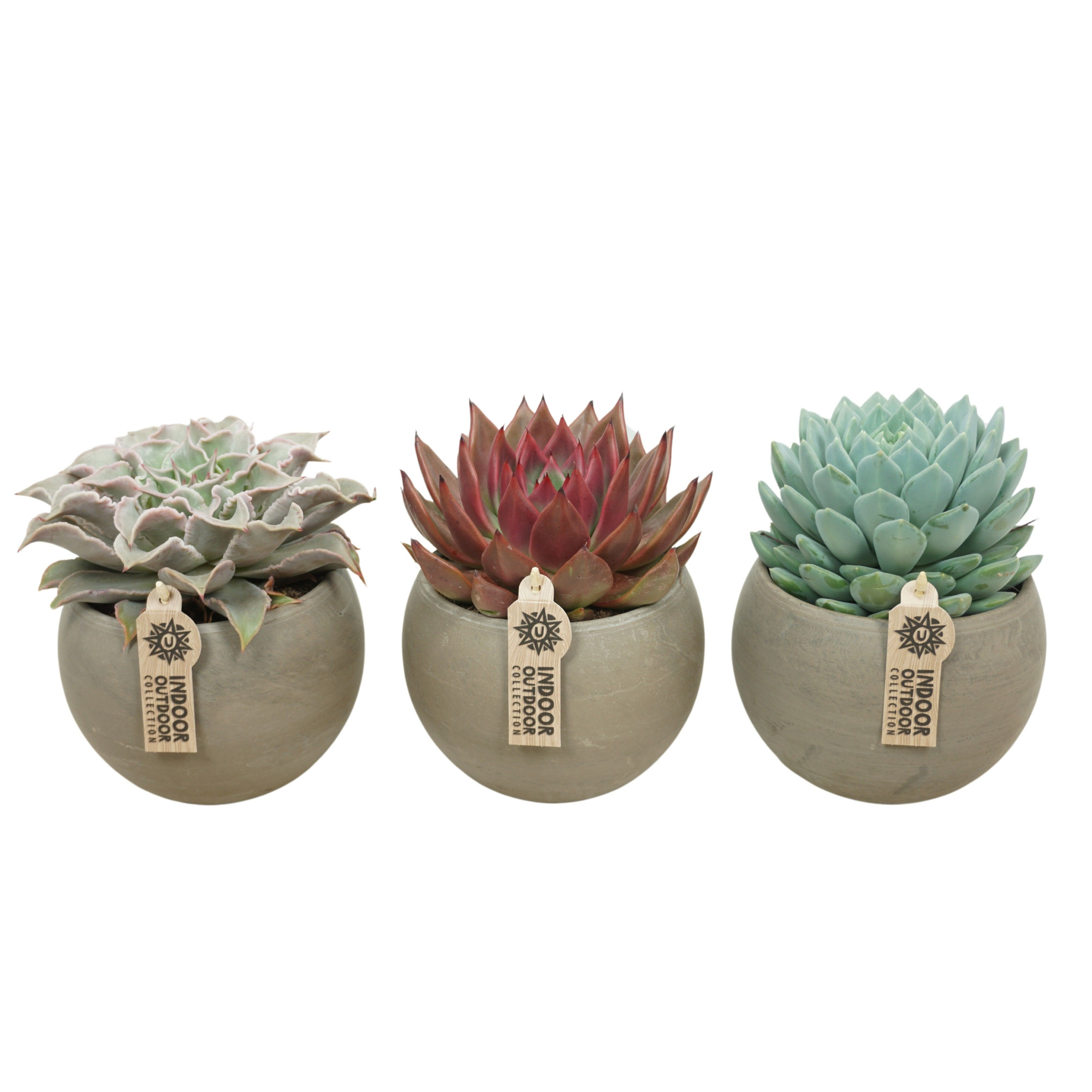 Echeveria mix in 17 cm 'Bol Pot', D 13 cm