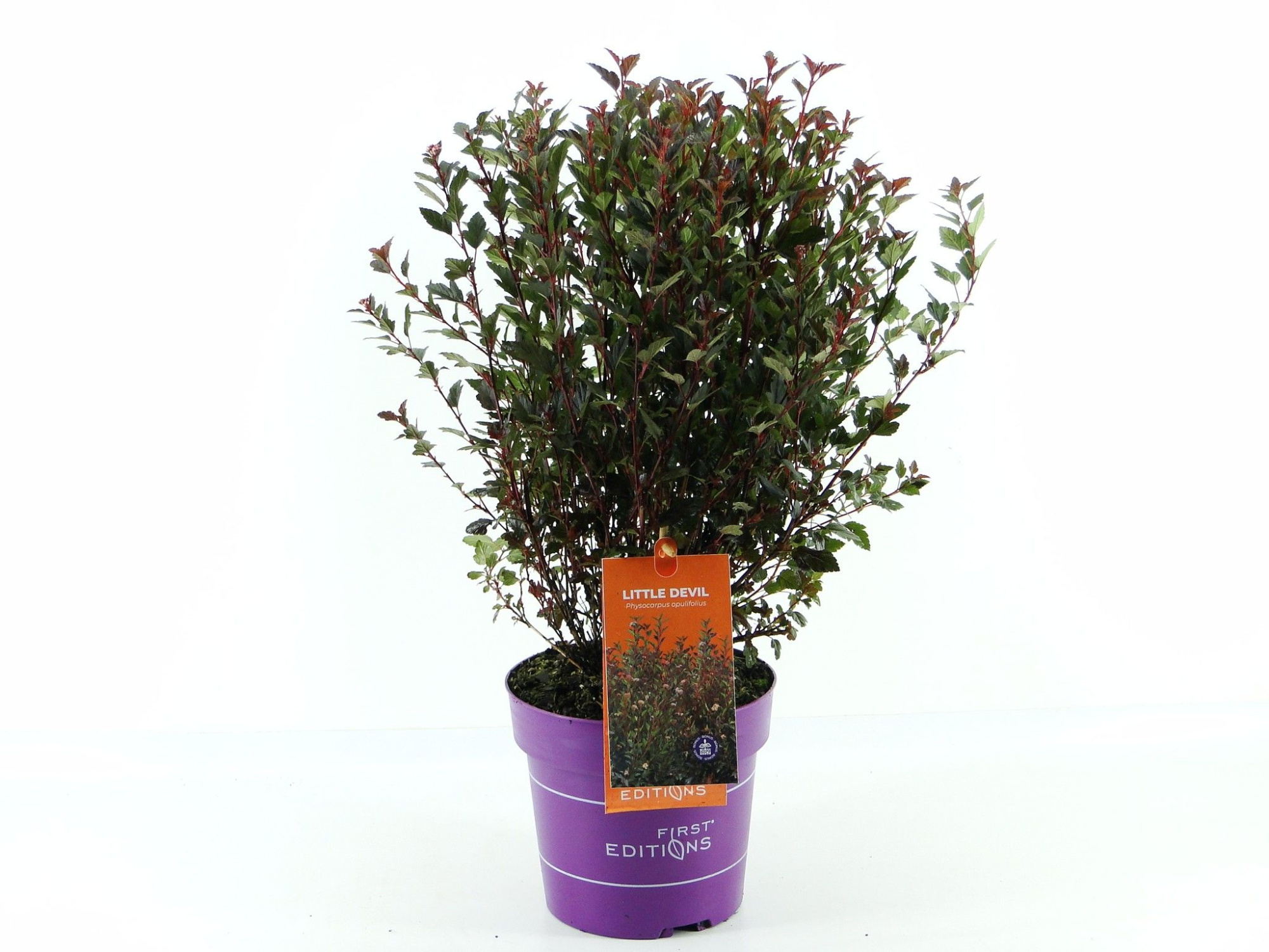 Physocarpus op. Little Devil (First Editions®), D 19 cm