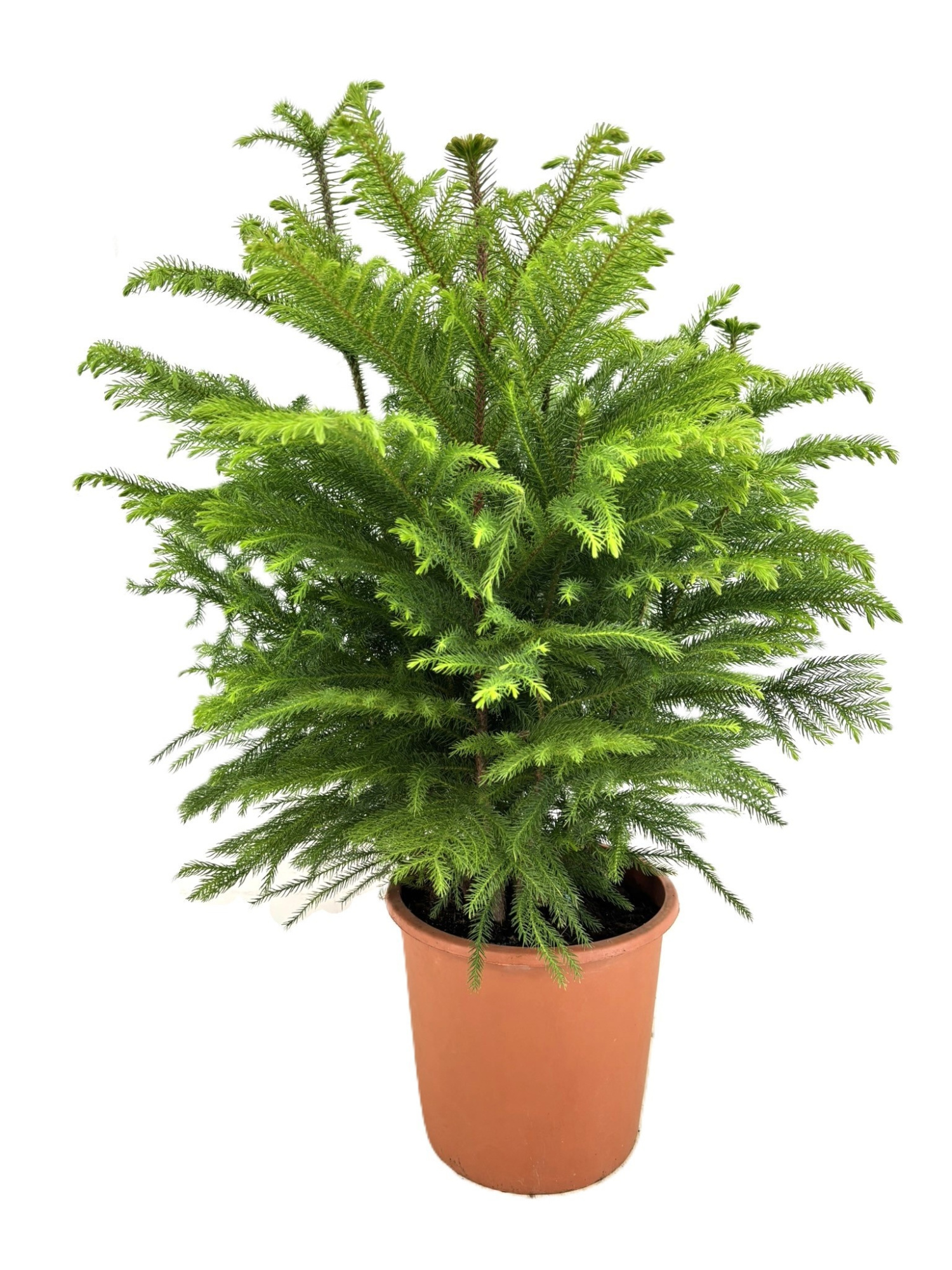 Araucaria excelsa, D 24 cm