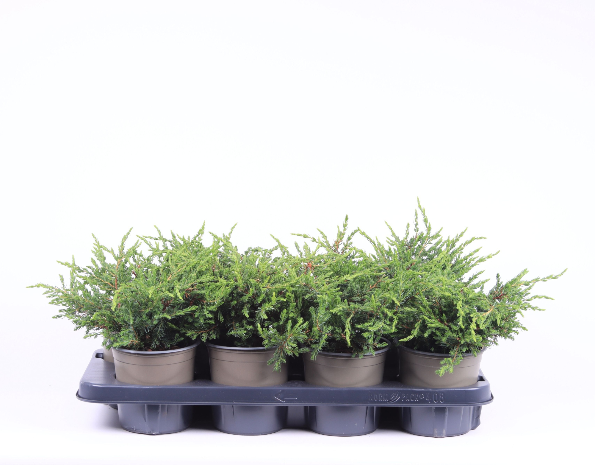 Juniperus communis 'Repanda', D 13 cm