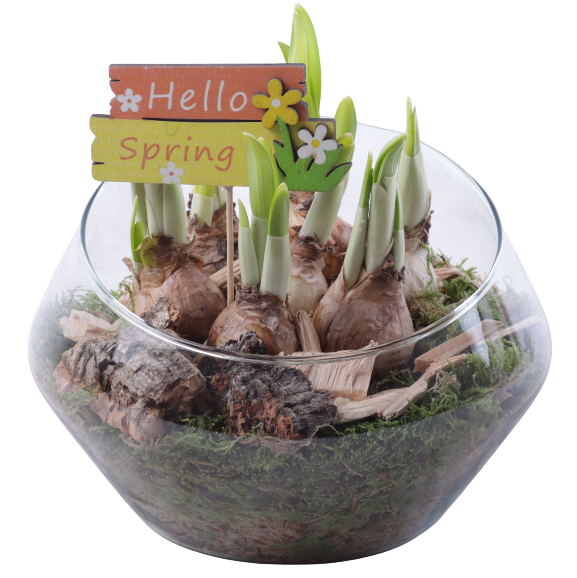 Bulbs Arr. Narcis Glass Oblique UFO Vase Ø20cm, D 20