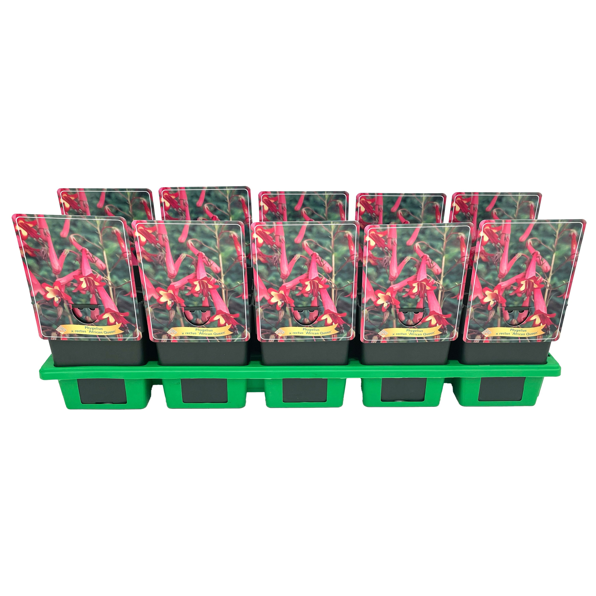 Phygelius x rectus 'African Queen' p11, D 11