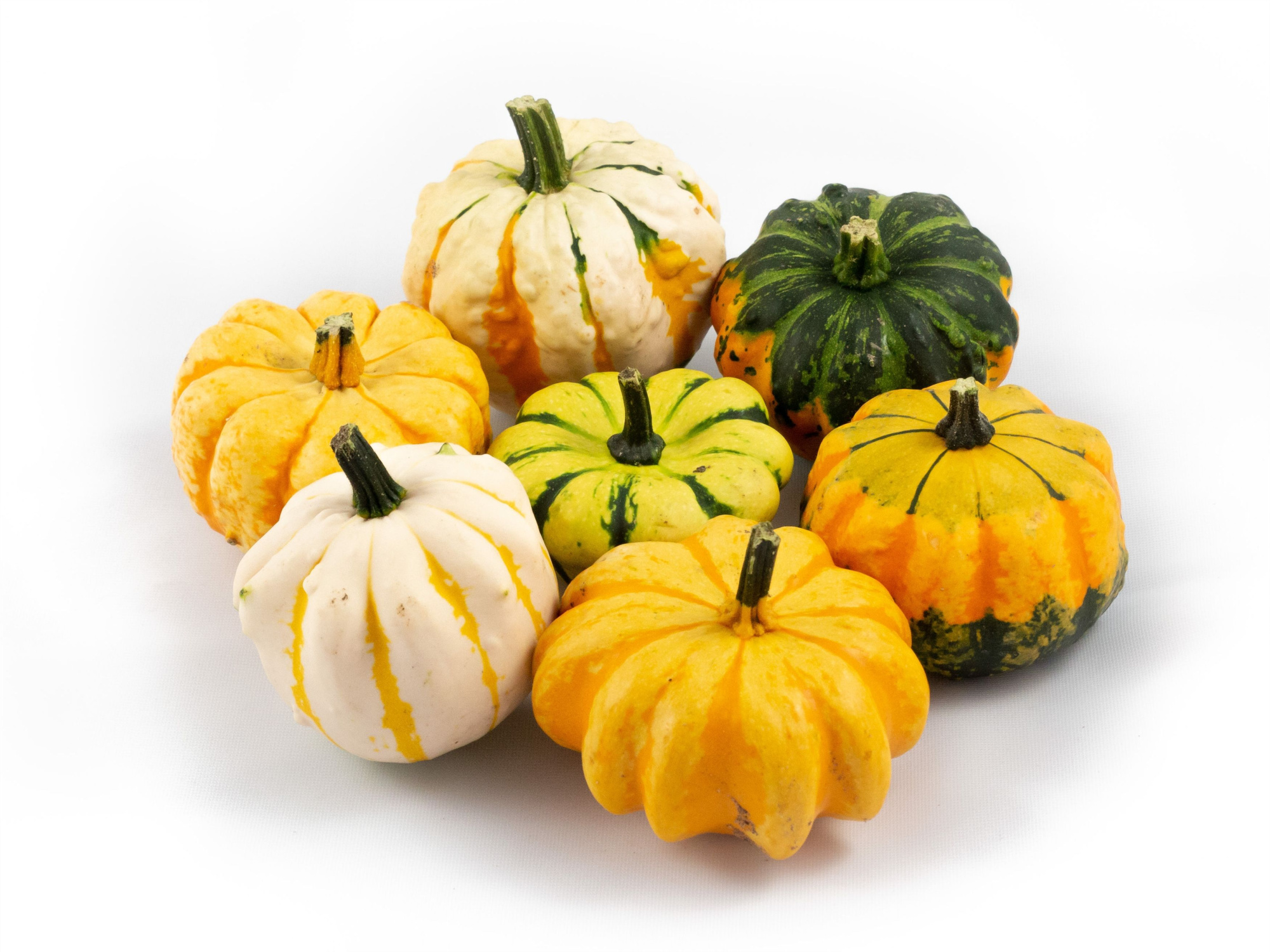 Daisy Gourd, D 200 cm