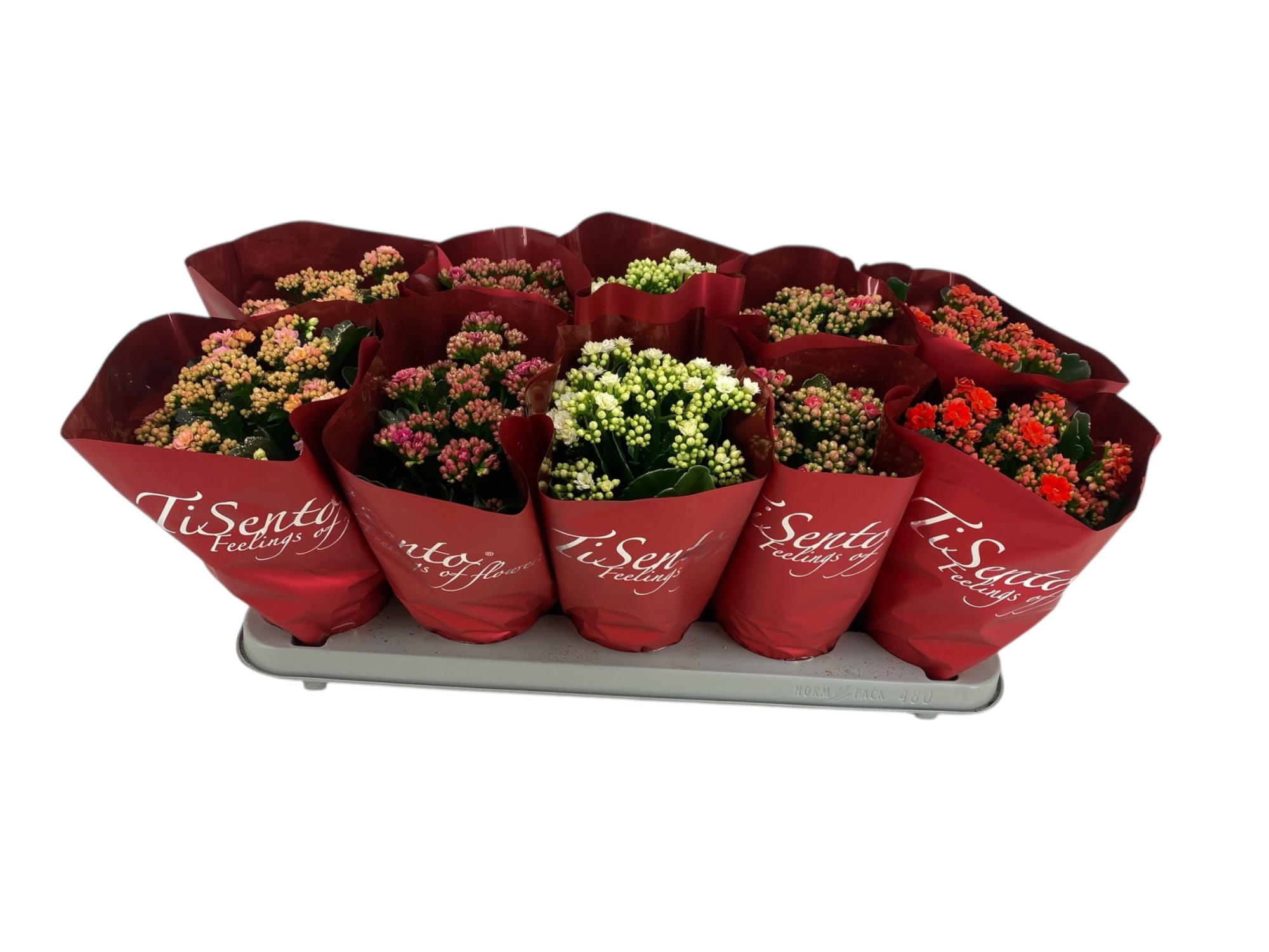 Calandiva 12 cm - December Mix met glitter in rode hoes, D 12