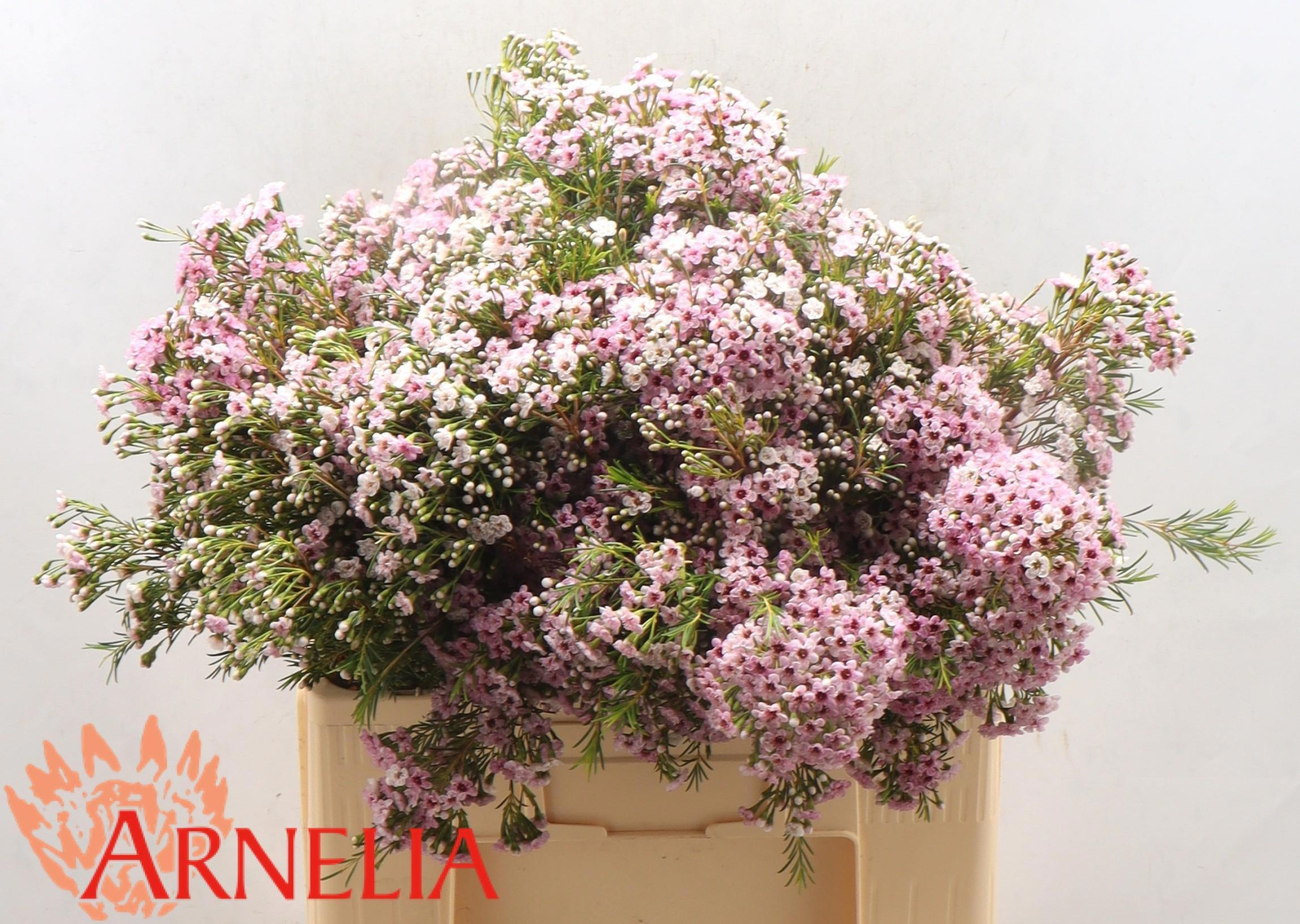 Шамелациум Овериг 60, шт.