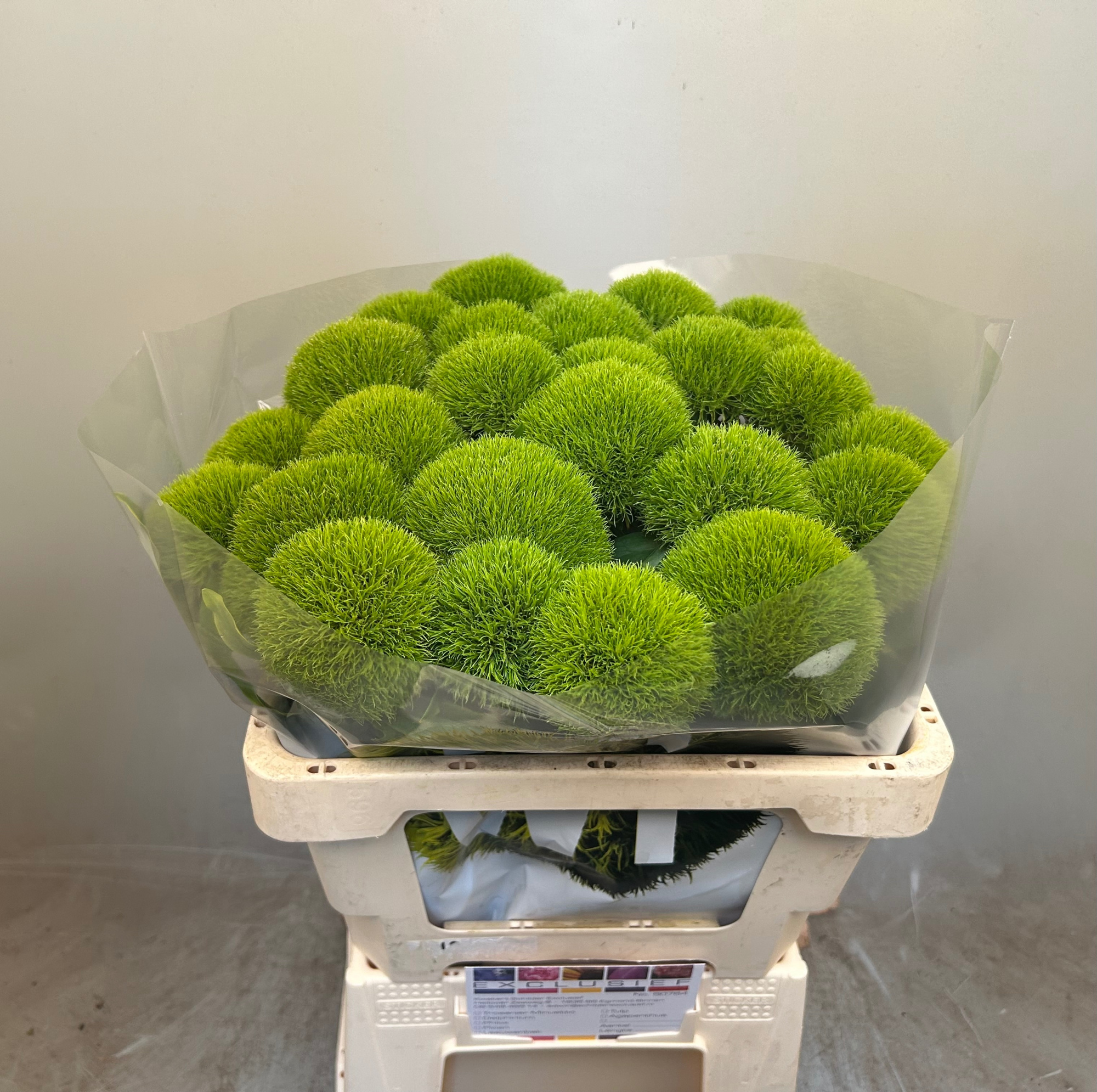 Диантус Барбатус Киви Меллоу Кул 55, шт.