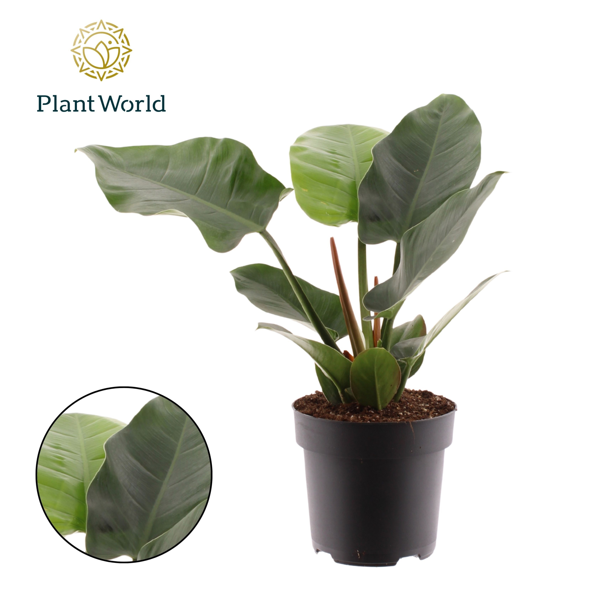 Philodendron Imperial Green, D 19 cm