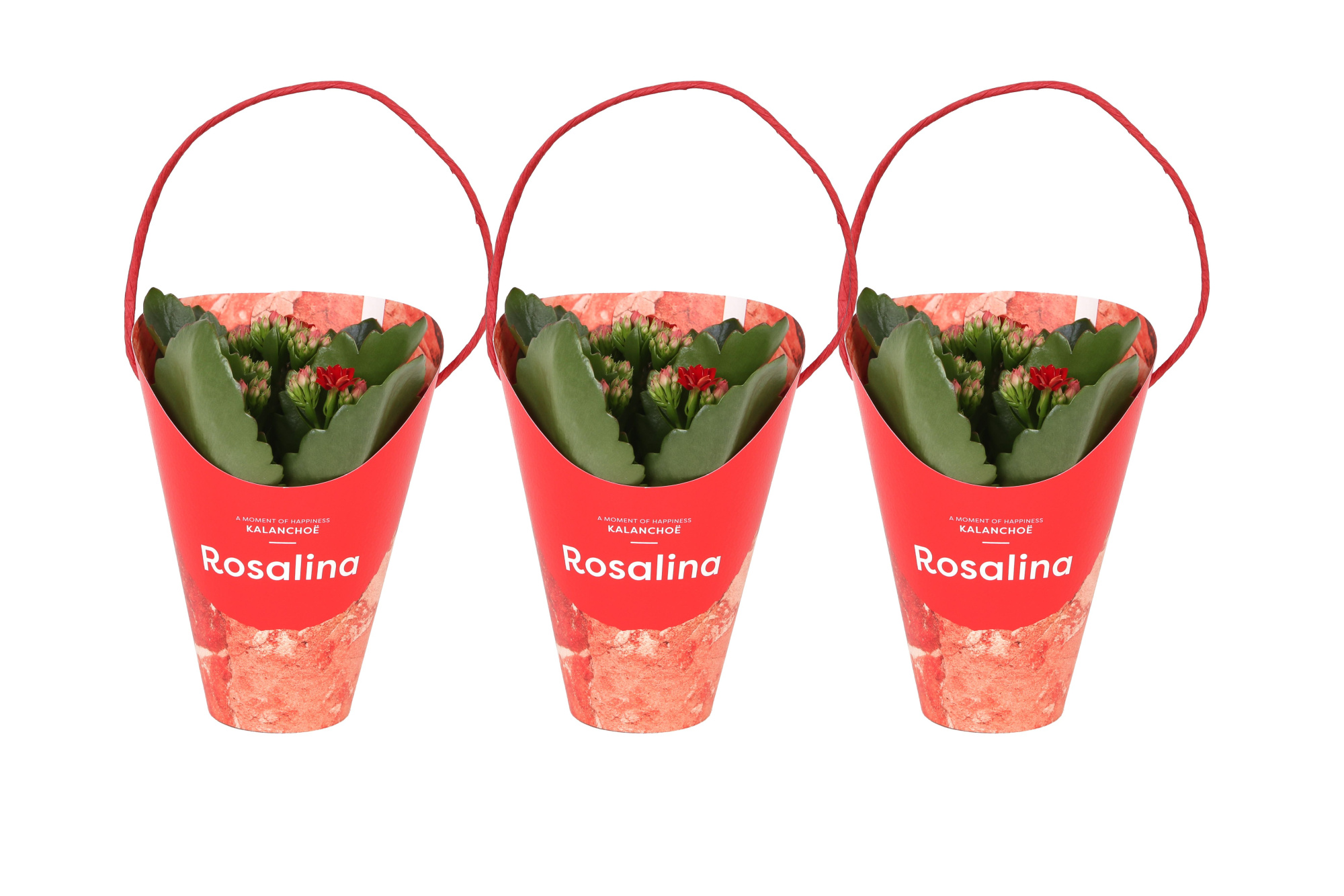 KP-857.1 RD - Kalanchoe Rosalina Rood 7cm Giftskoker, D 7 cm