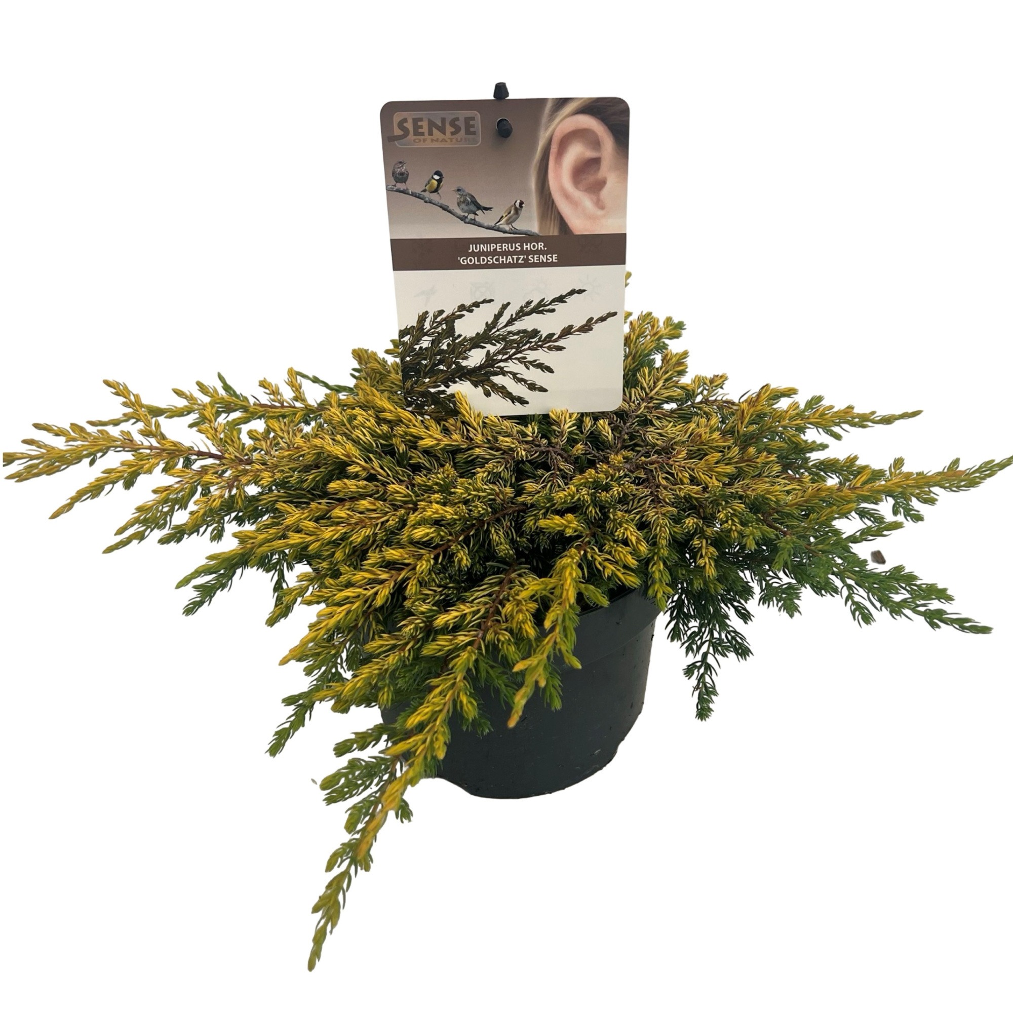 Juniperus hor. 'Goldschatz' sense, D 17