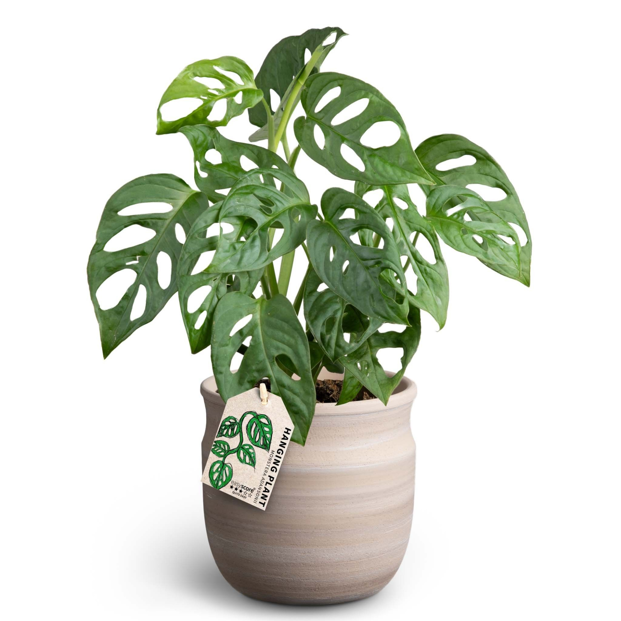 Maceta Sand, Monstera adansonii, D 12 cm