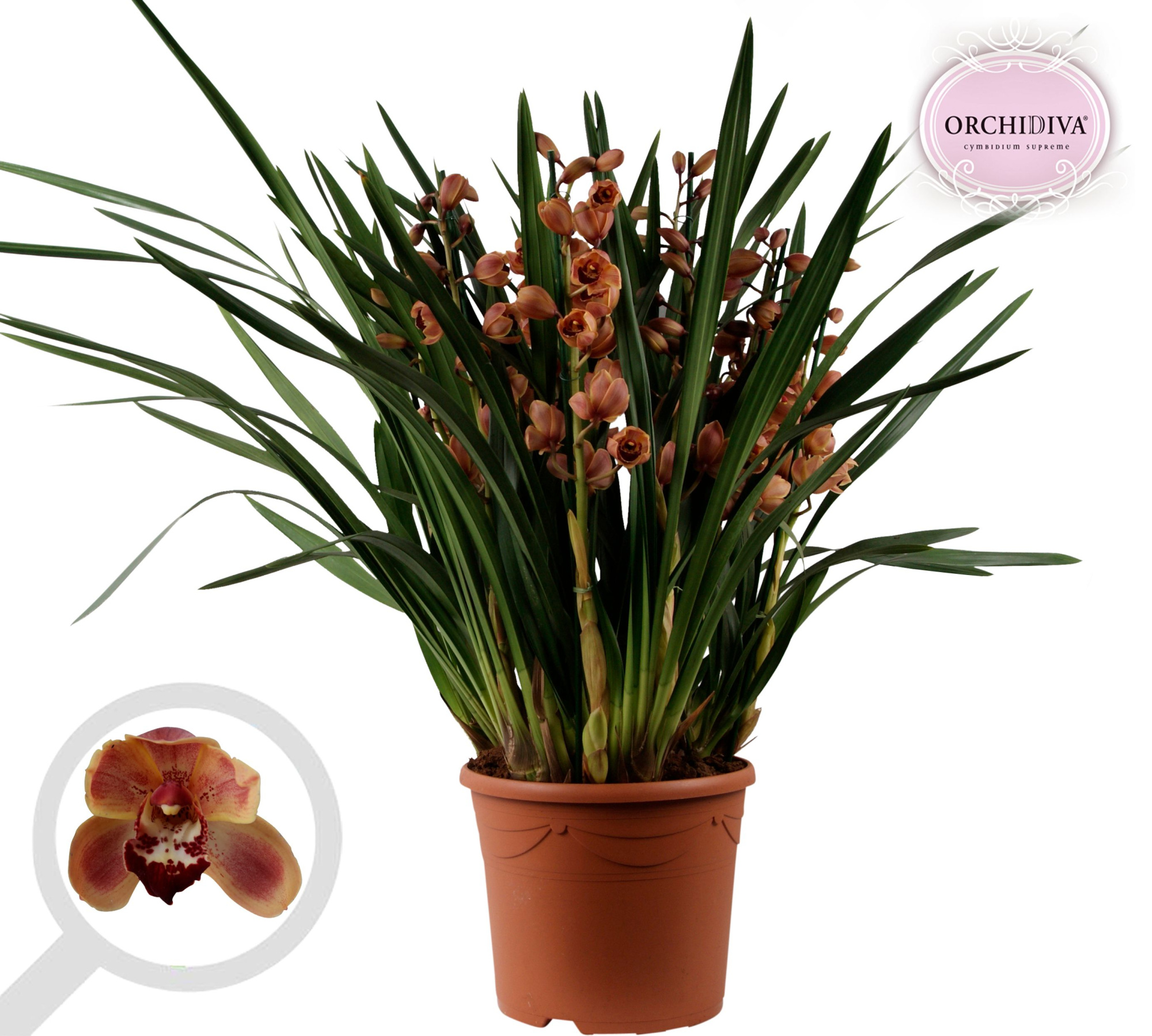 Cymbidium oranje 10+tak getoufd, D 30 cm