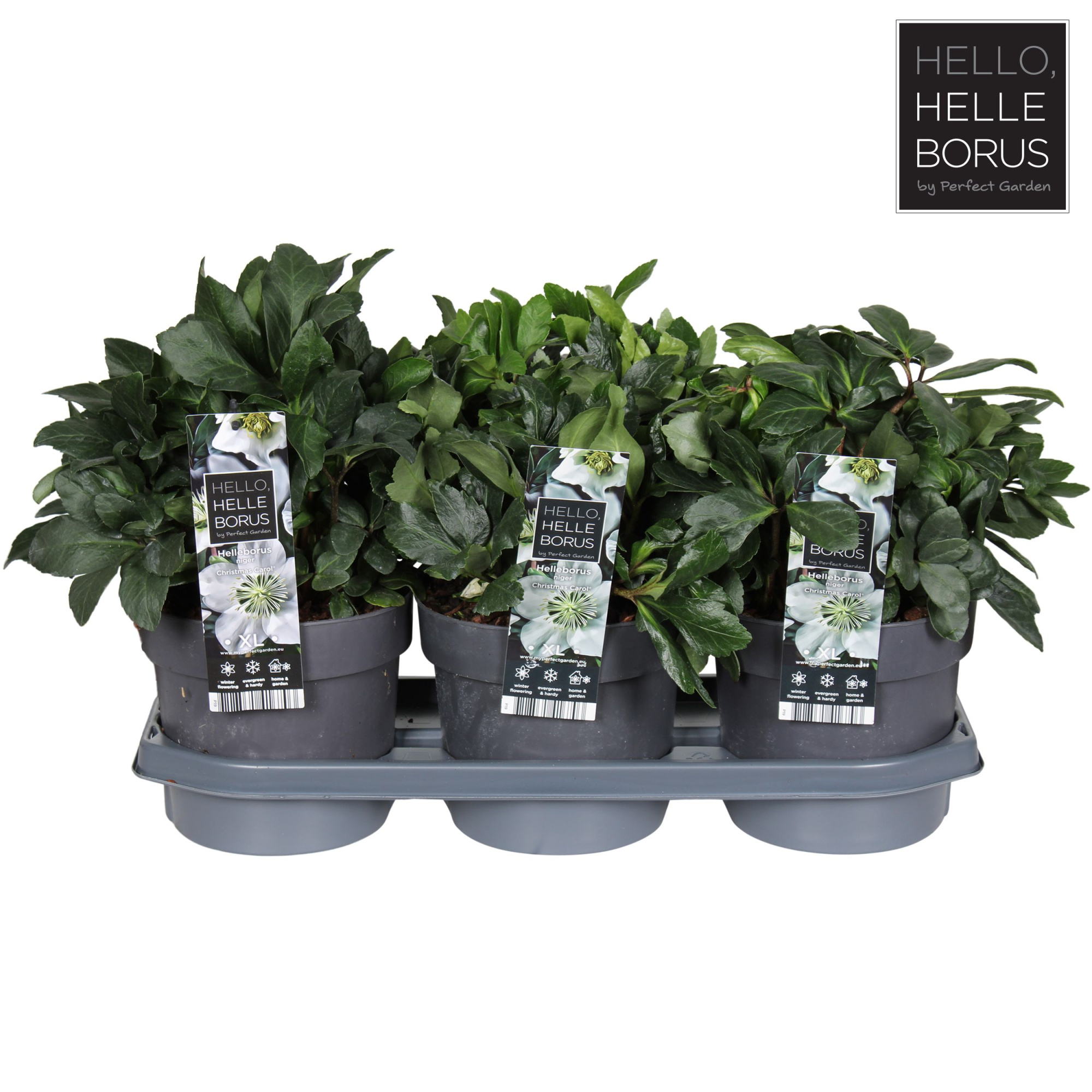 Helleborus niger Christmas Carol P19 (XL), D 19 cm