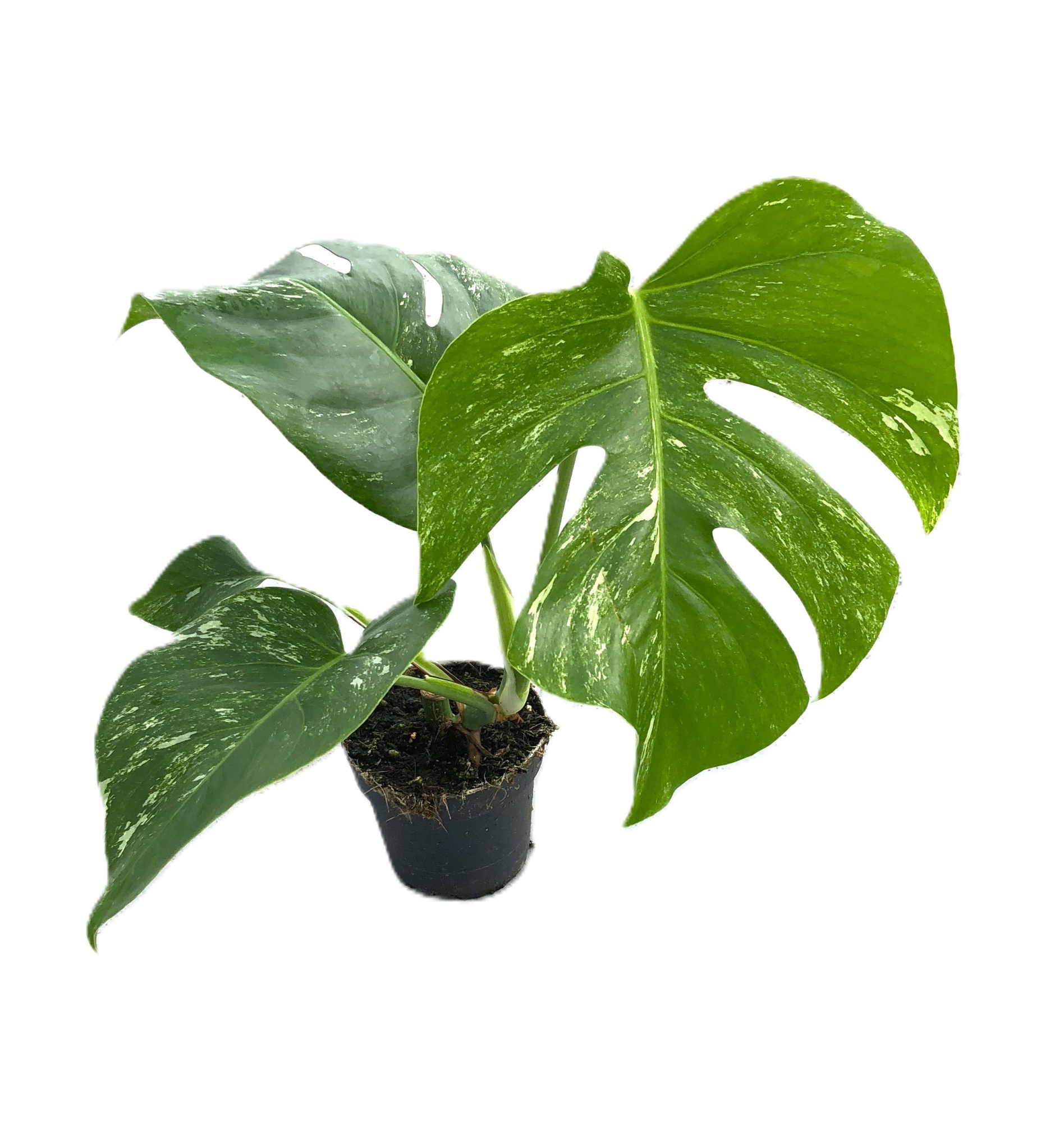 Monstera variegata (licht bont) 12cm, D 12