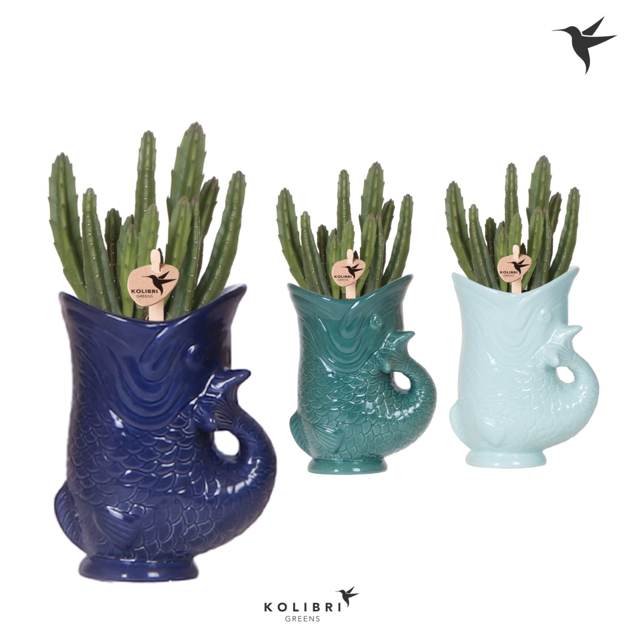 Kolibri Greens Stapelia Leendertziae in Fish pot blue mix, D 9 cm