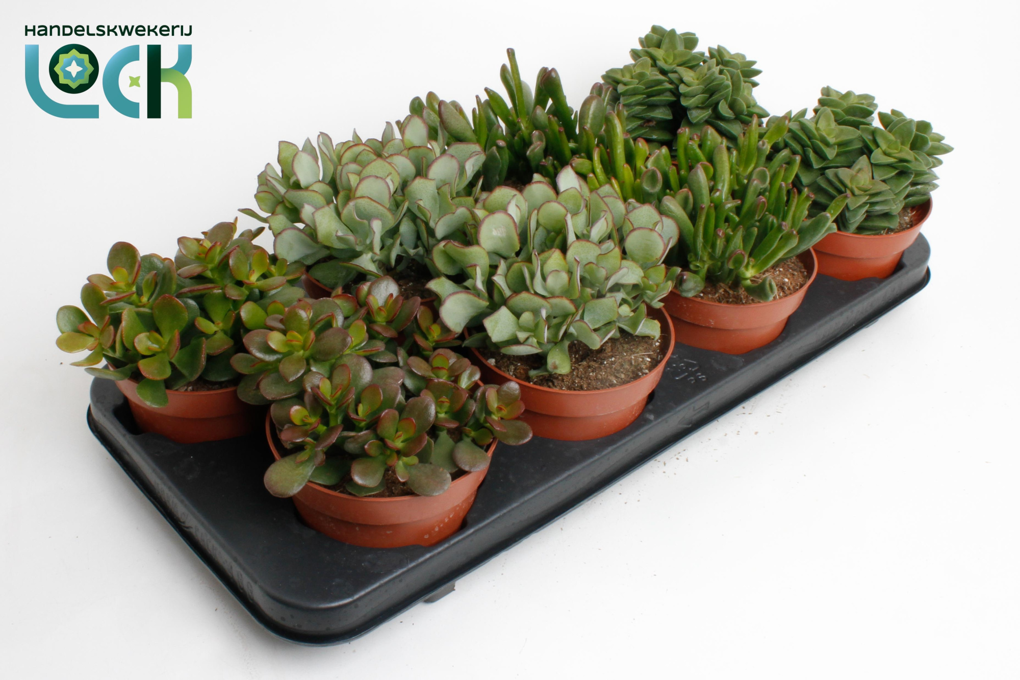 Crassula Mix, D 12 cm