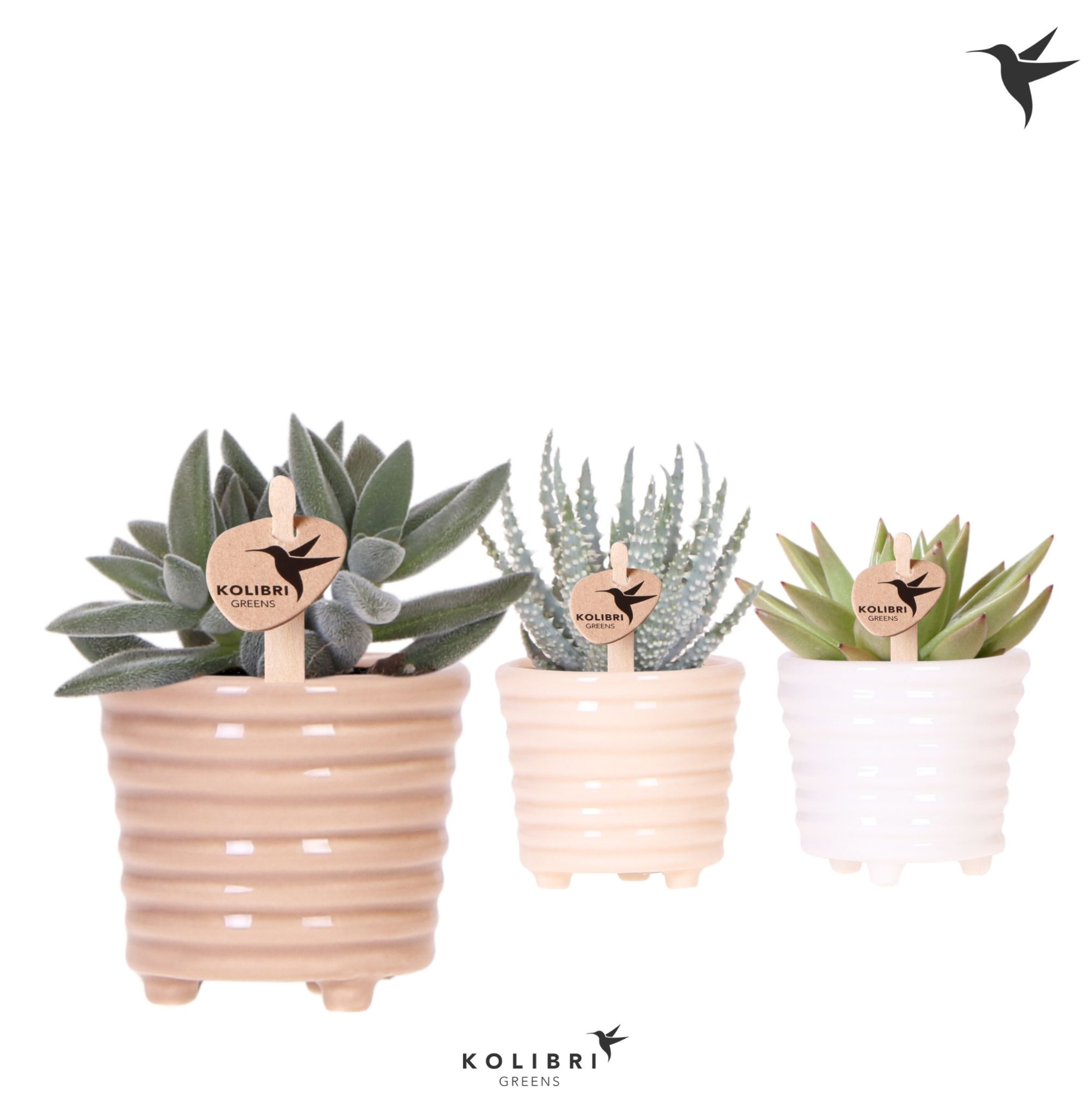 Kolibri Greens Succulenten mix in Ring pot mix, D 6 cm