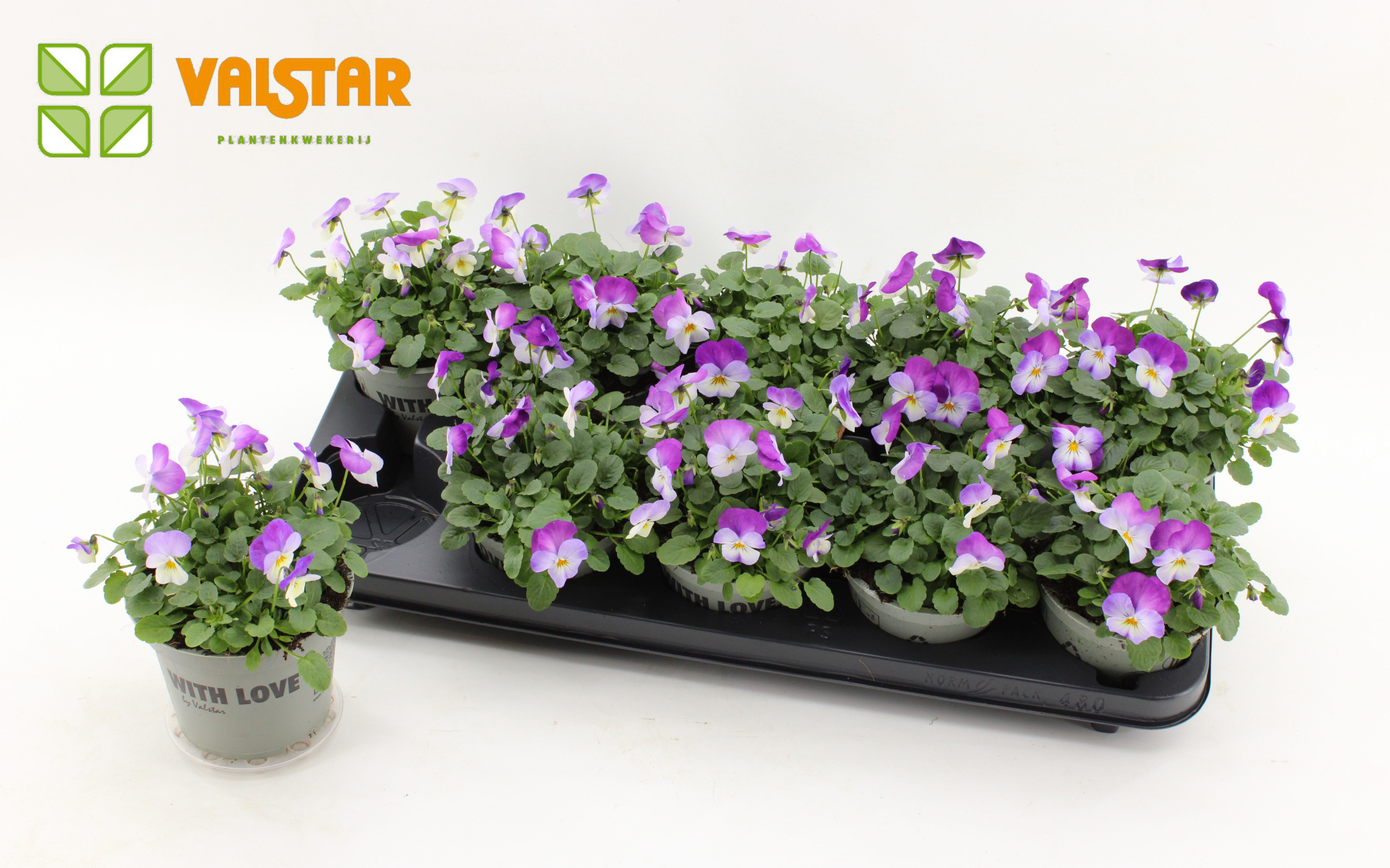 VIOLA CORNUTA DELTINI Rose Pink, D 12