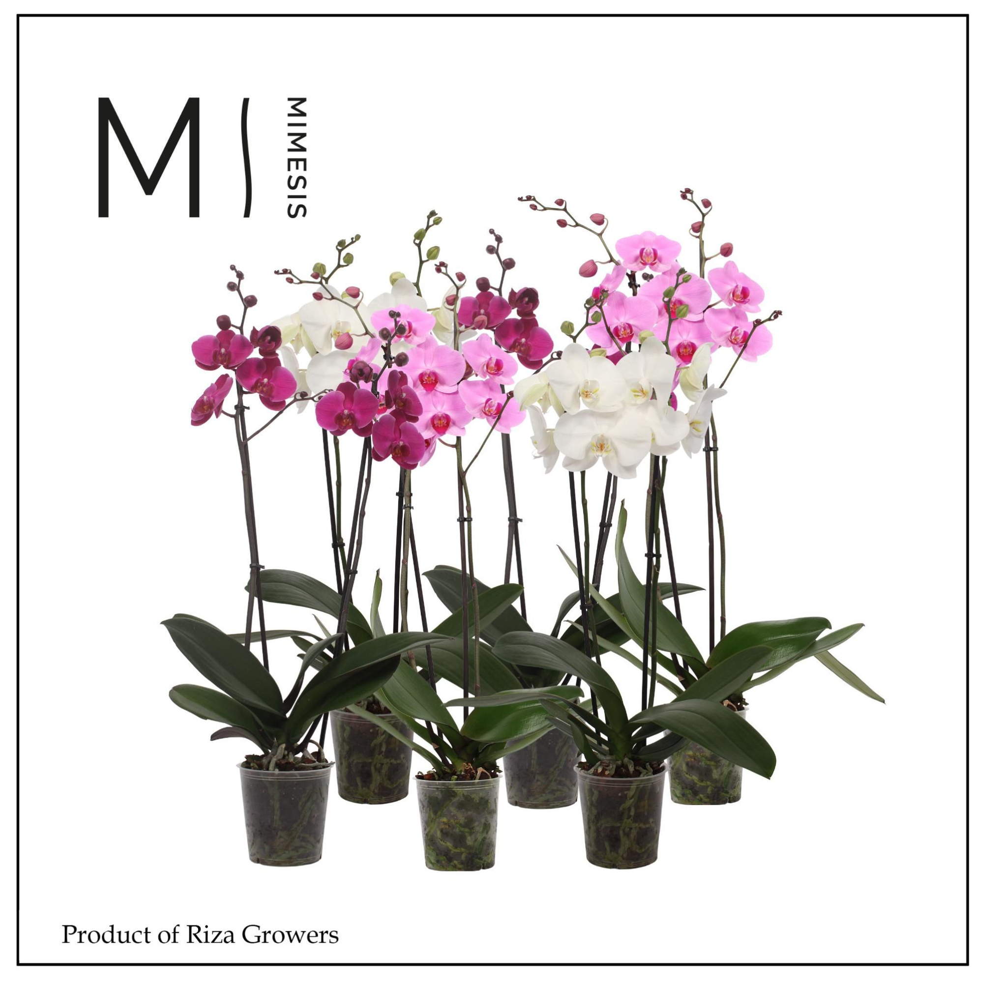 Phalaenopsis White Purple Pink Mix 2 spike - 12cm |Mimesis, D 12 cm