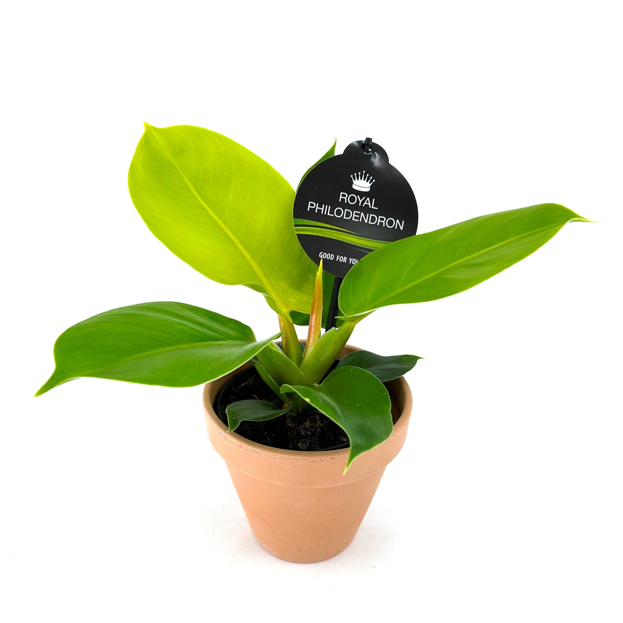 Philodendron"Moonlight"w/claypot, D 13 cm