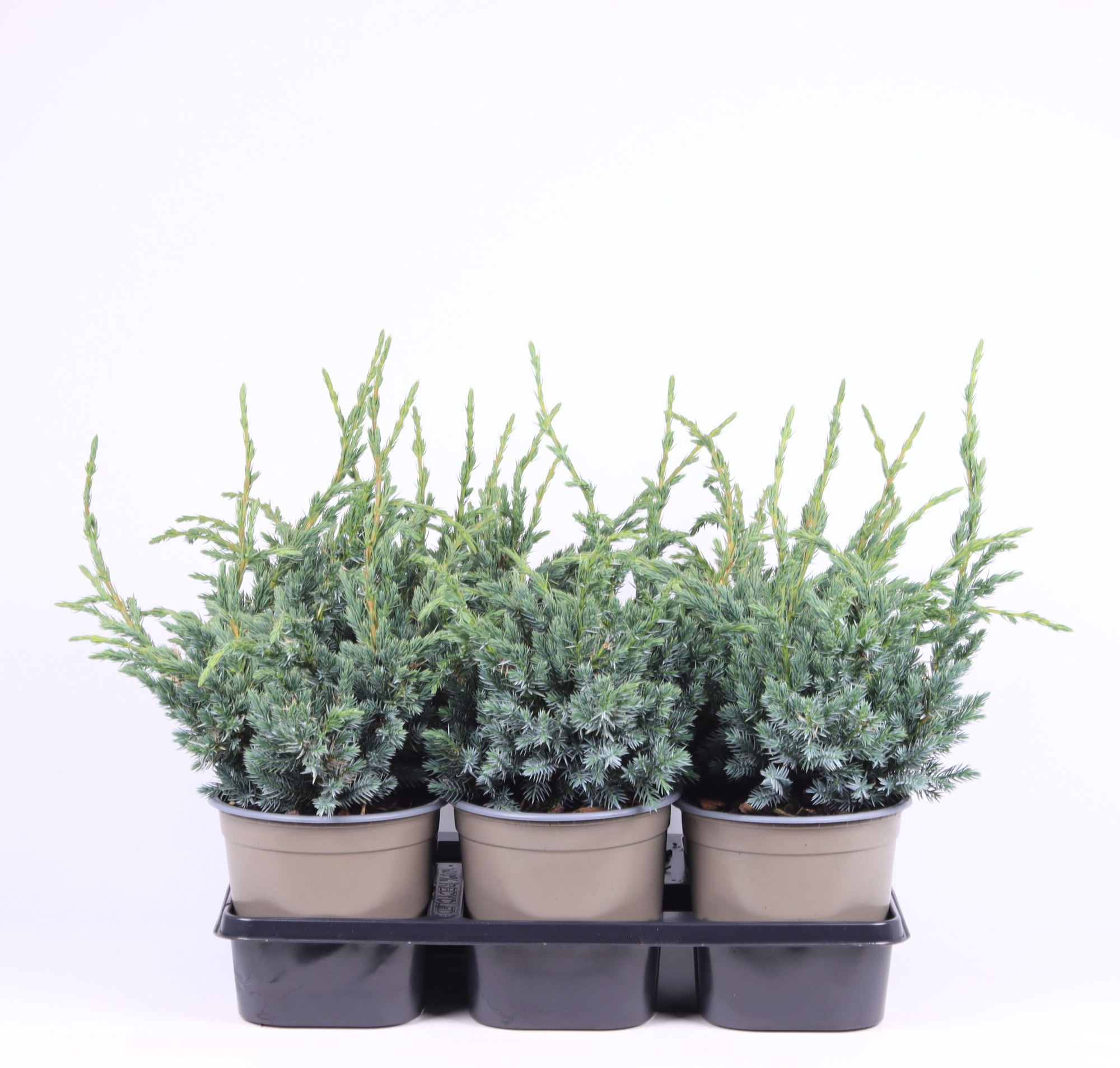 Juniperus squamata 'Meyeri', D 15