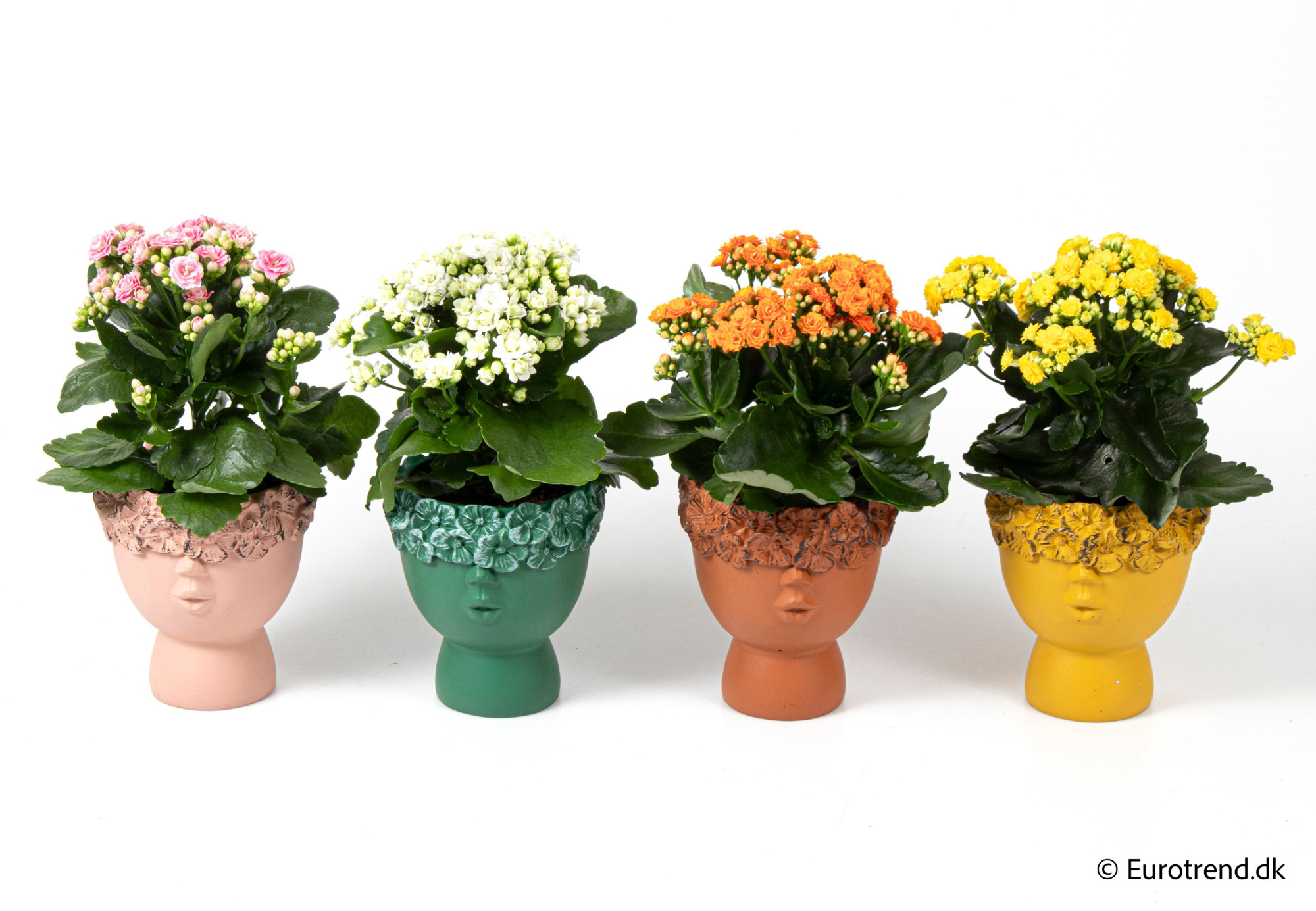 Kalanchoe Roseflowers in New Look ceramic 2026, D 10,5