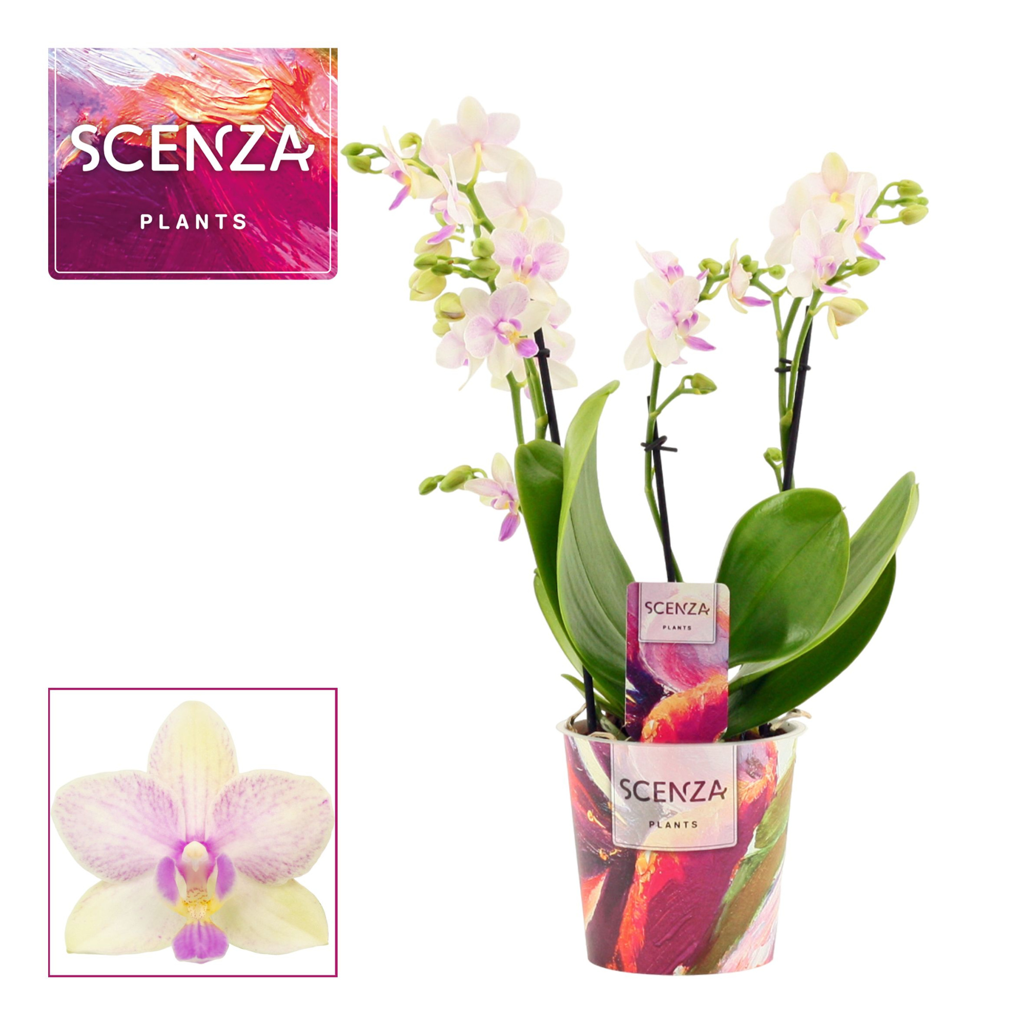 Phalaenopsis dazzling Blossom bliss 3-4 tak (Scenza), D 12 cm