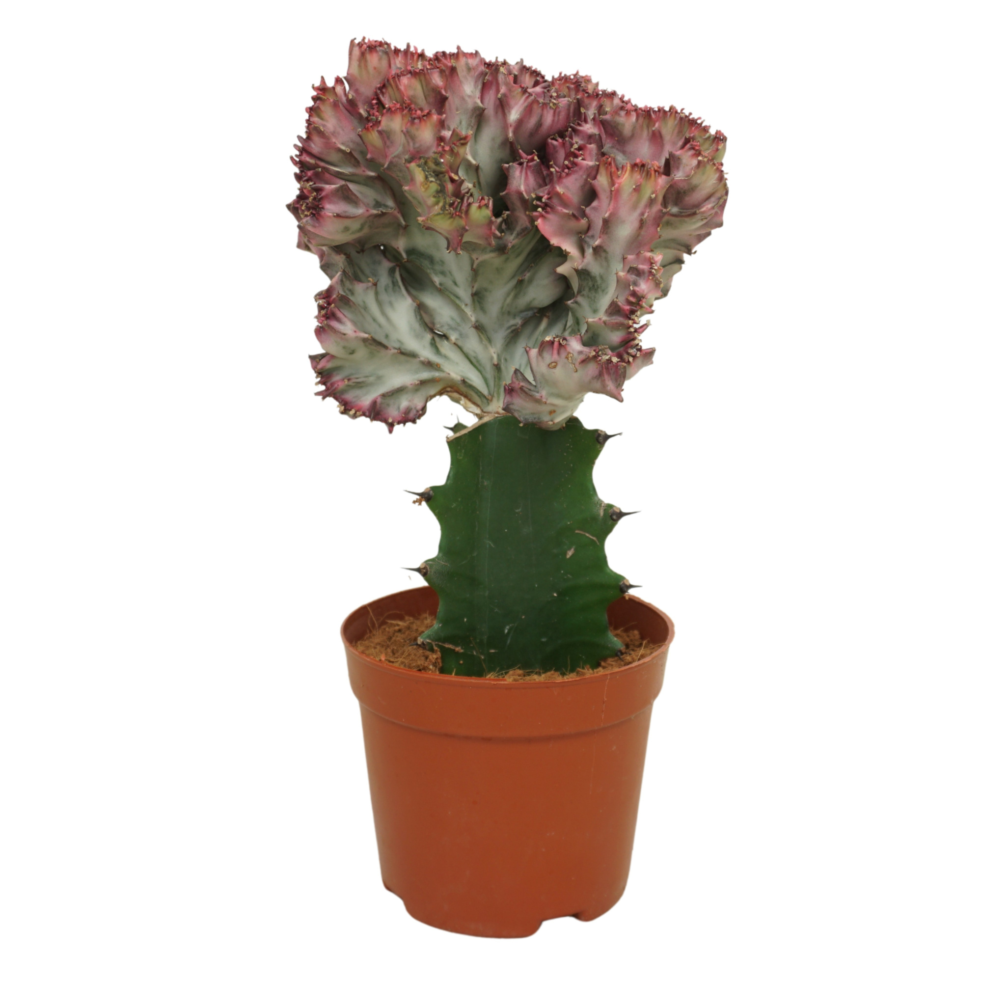 Euphorbia lactea 'cristata' 10,5 cm, D 10,5 cm