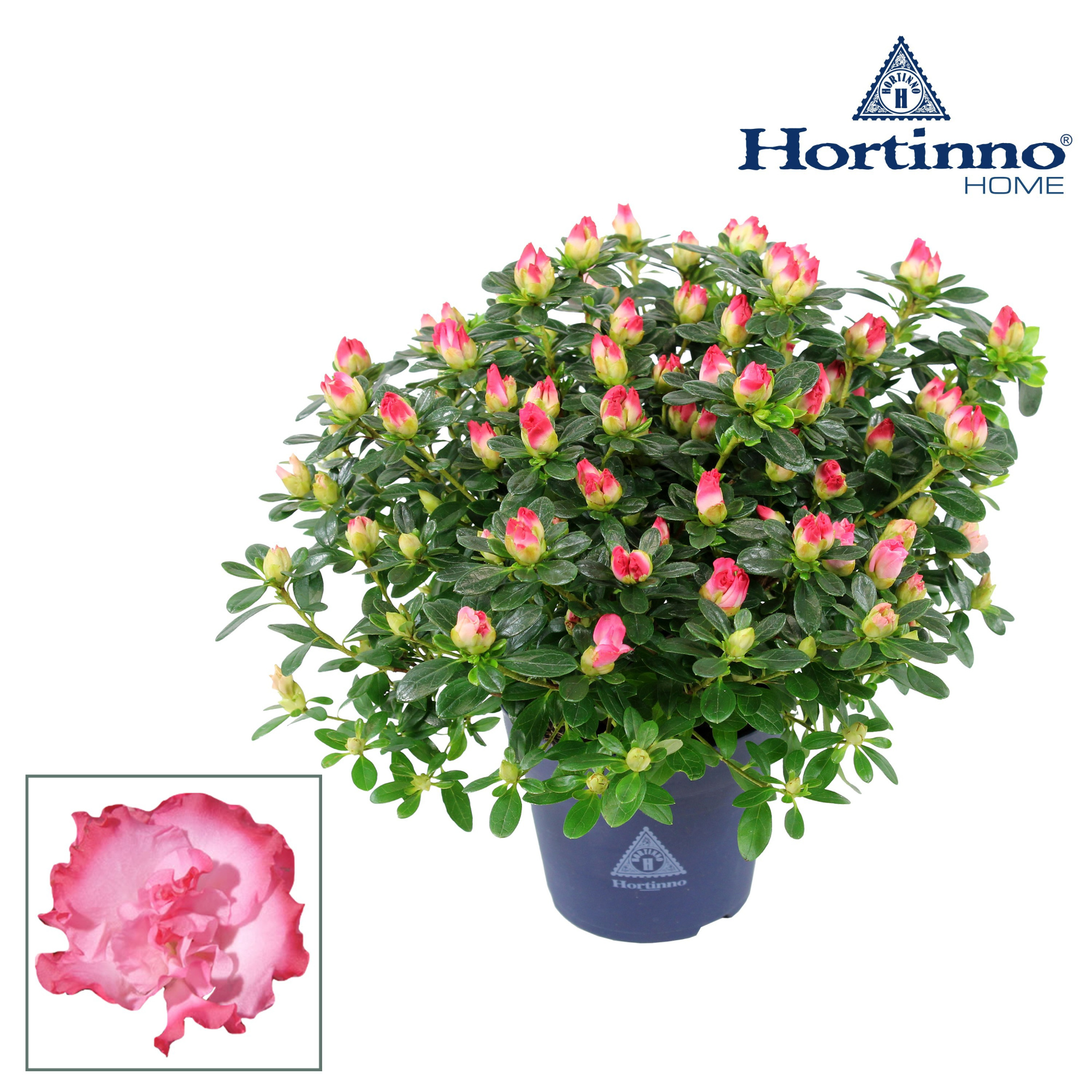 Hortinno® Home 'bicolor' 25 - 27 cm, D 13