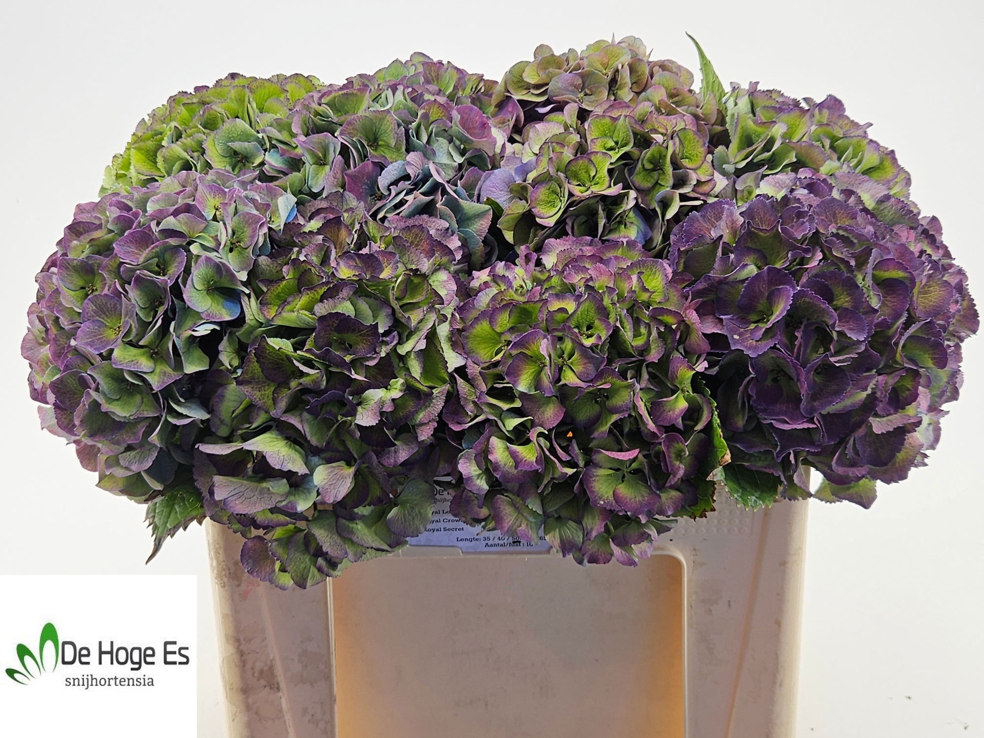 Гортензия Роял Сикрет Классик 50, шт.