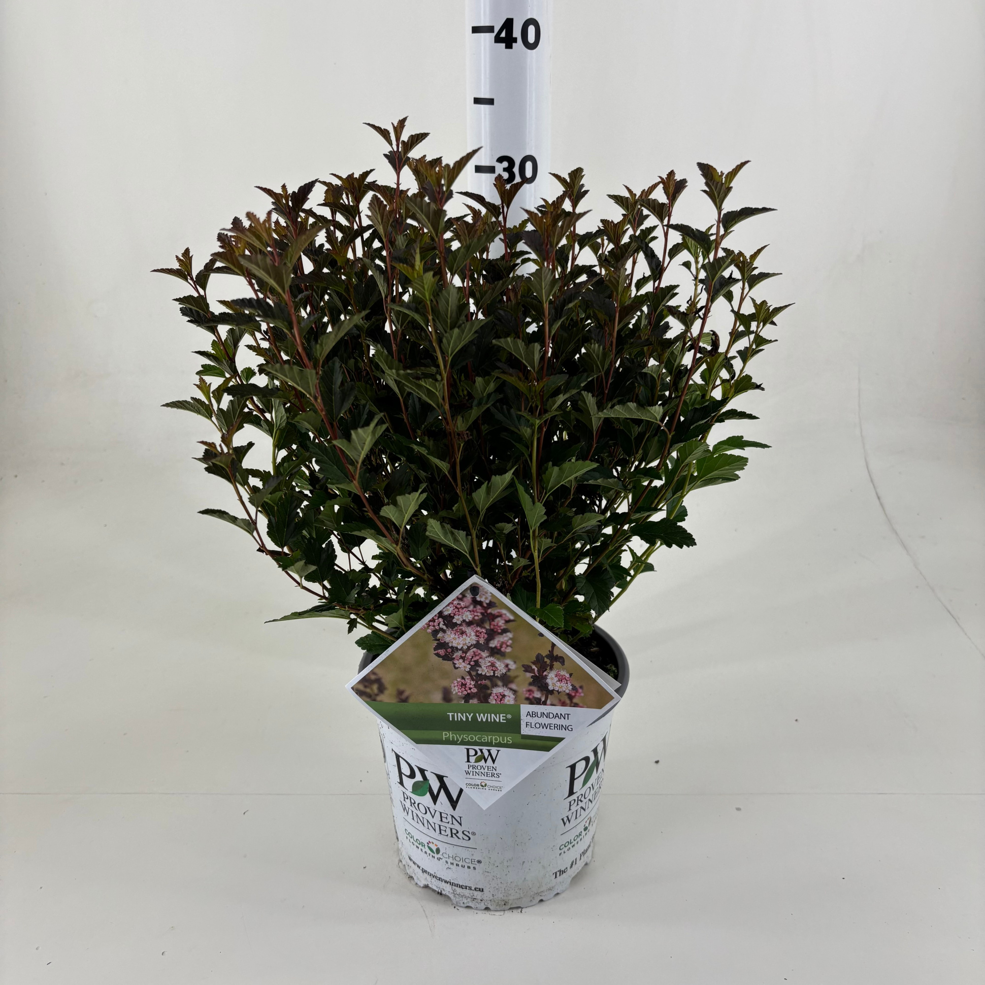 Physocarpus opulifolius 'SMPOTW' Tiny Wine ®, D 19 cm