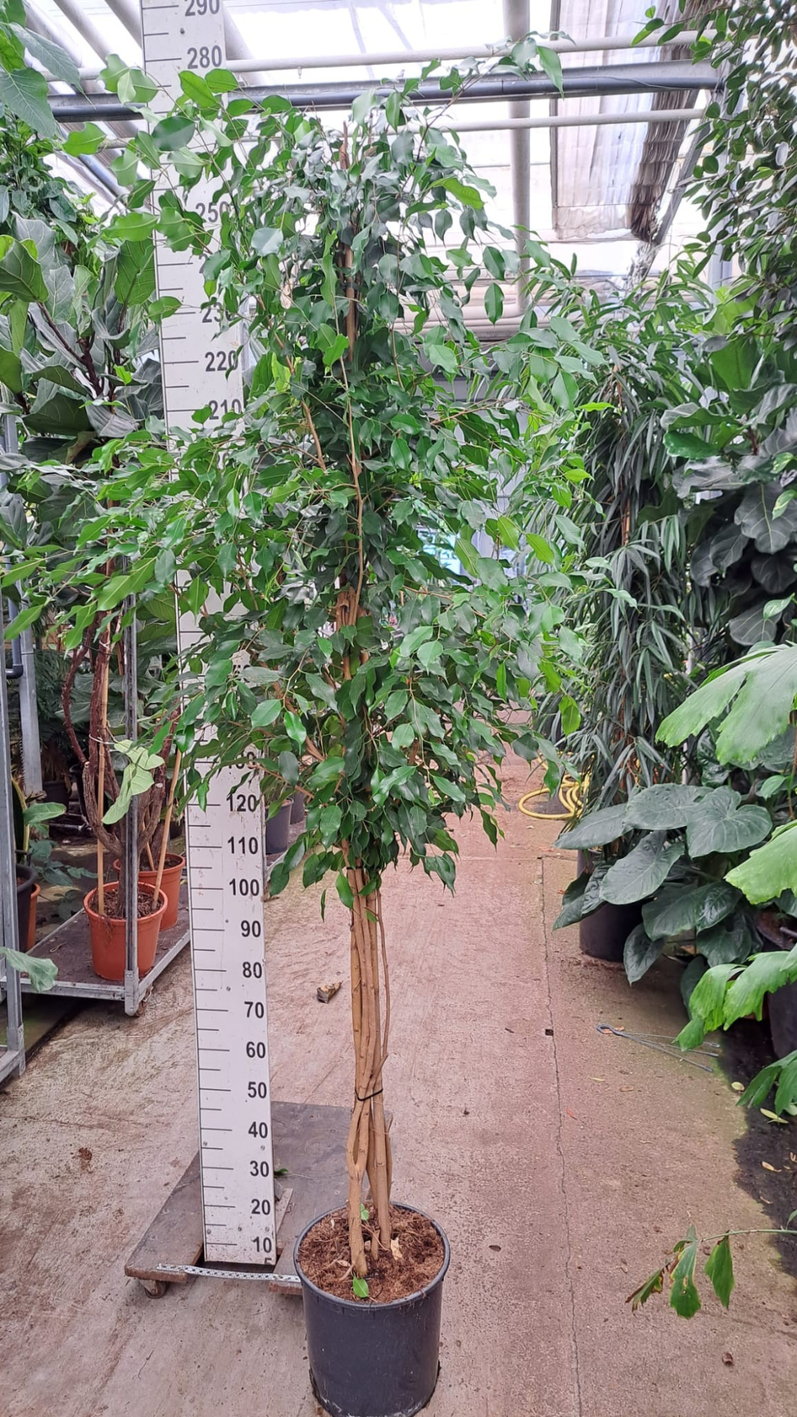 Ficus Exotica multistam 260, D 35 cm