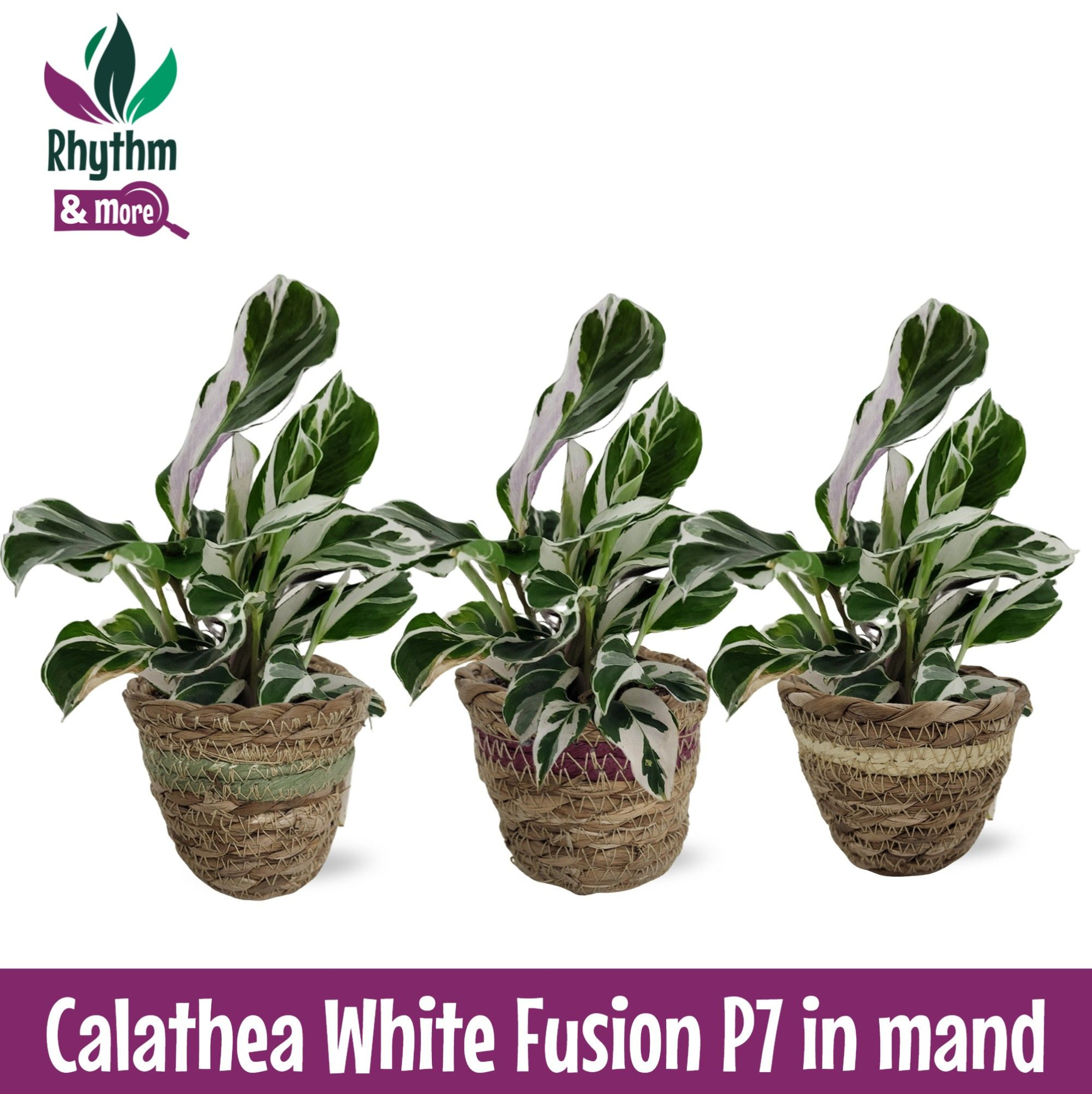 Calathea 7cm White Fusion in Mand, D 7 cm