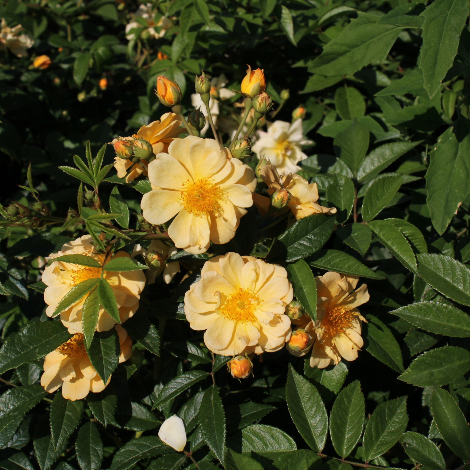 Rose (Rambler) Sunny Siluetta ®, C3, 3 stok 75cm, D 17
