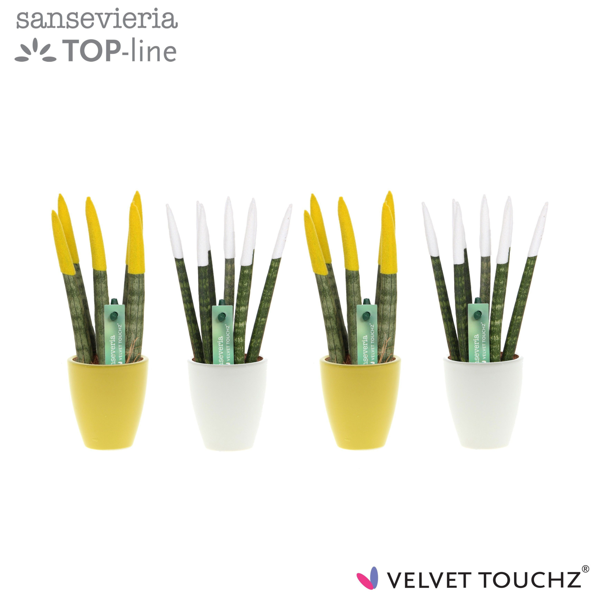 Sansevieria VELVET TOUCHZ® Classic Easter mix in keramiek Osaka, D 6