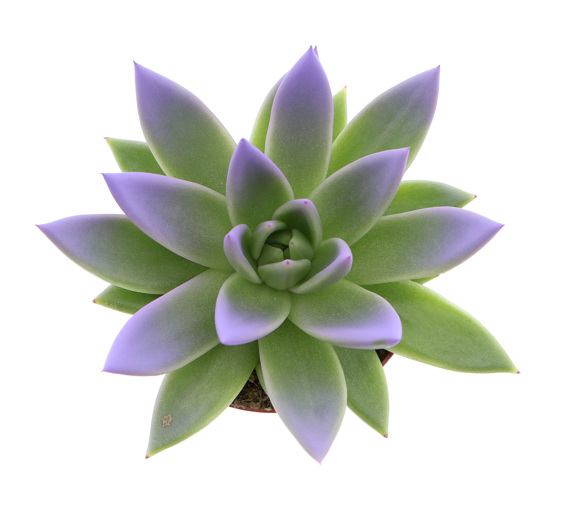 Miranda tips sky blue, D 8,5 cm