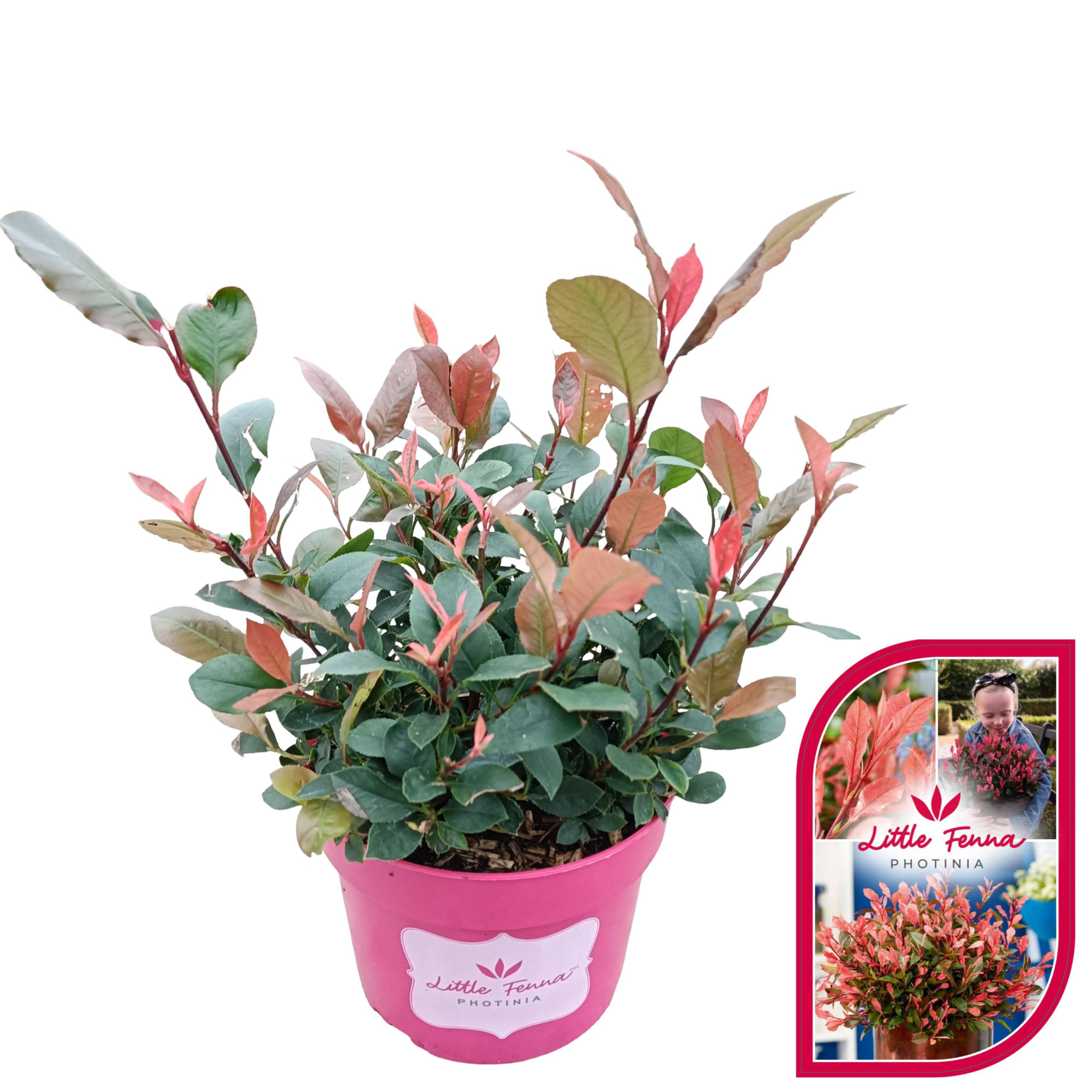 Photinia fraseri 'Little Fenna'® C2, D 17