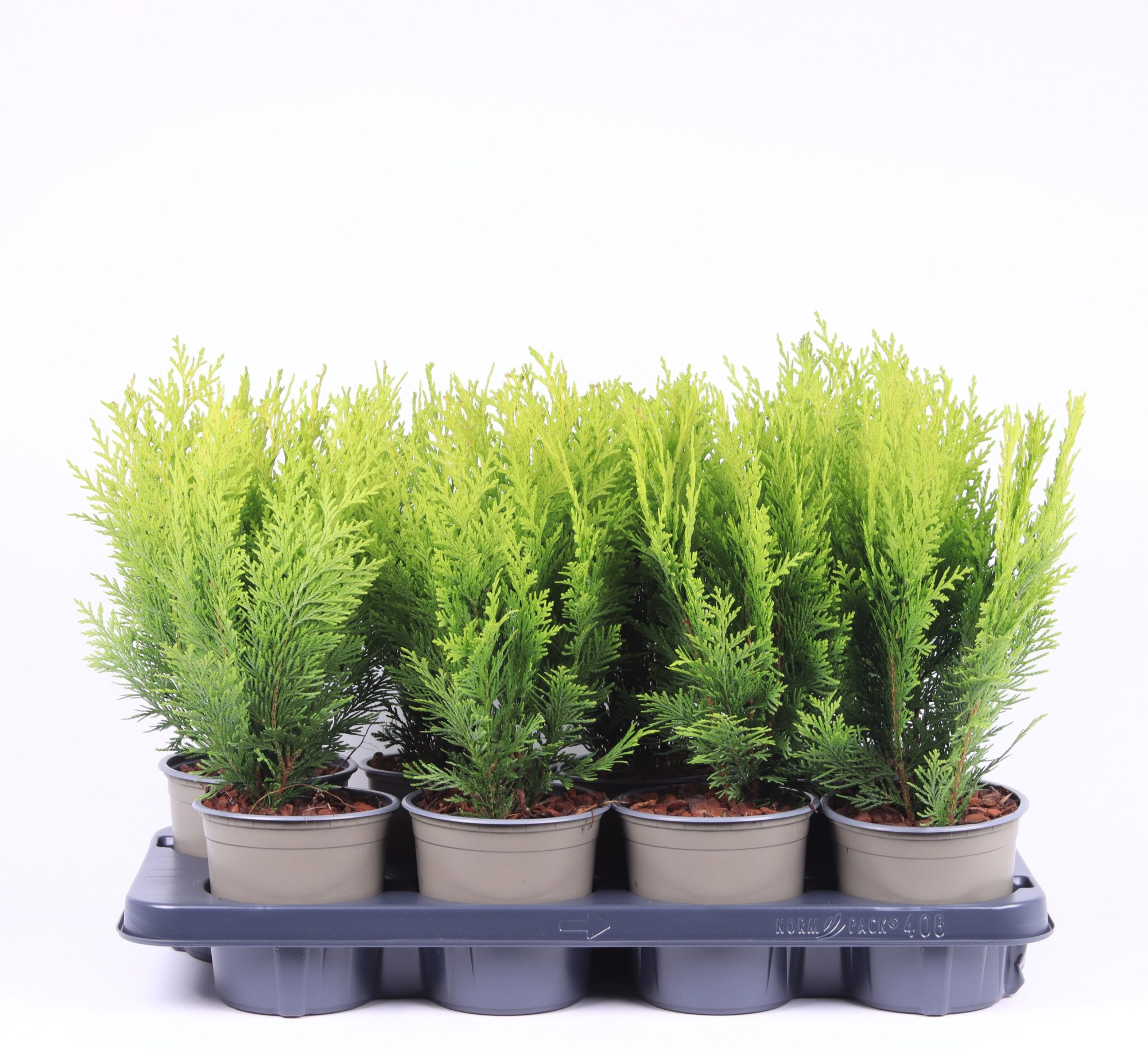 Chamaecyparis lawsoniana 'Stardust', D 13 cm