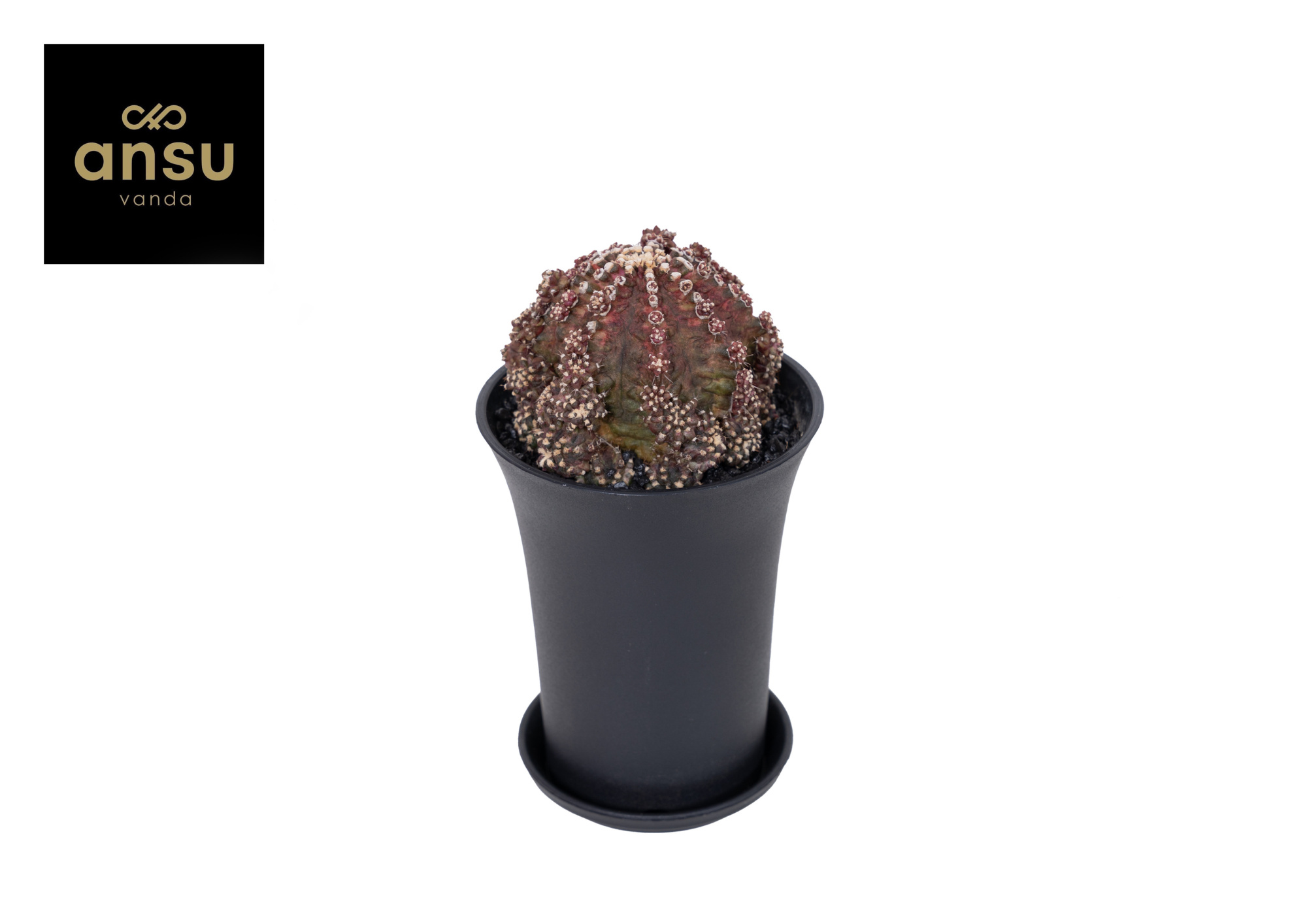 Gymno Cactus Godji T-Rex, D 10 cm