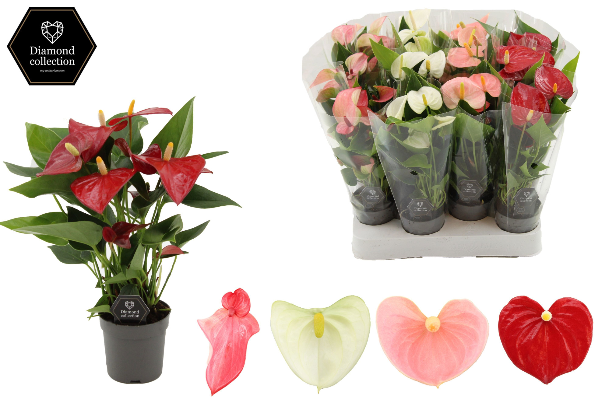 Anthurium 7 cm 3 color mix in transparant sleeve, D 7