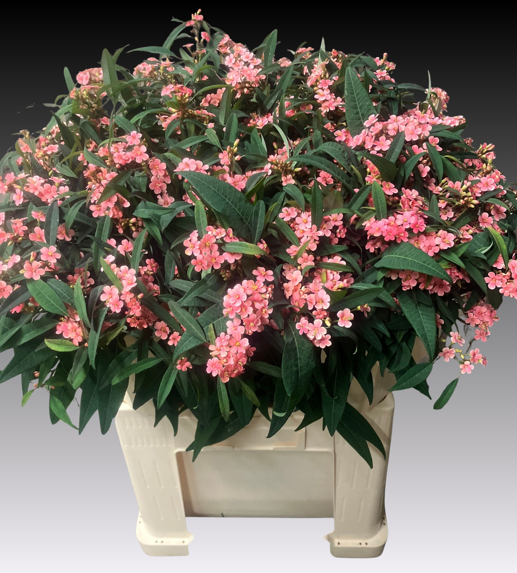 Эуфорбия куст. Пинк Барон 70, шт.