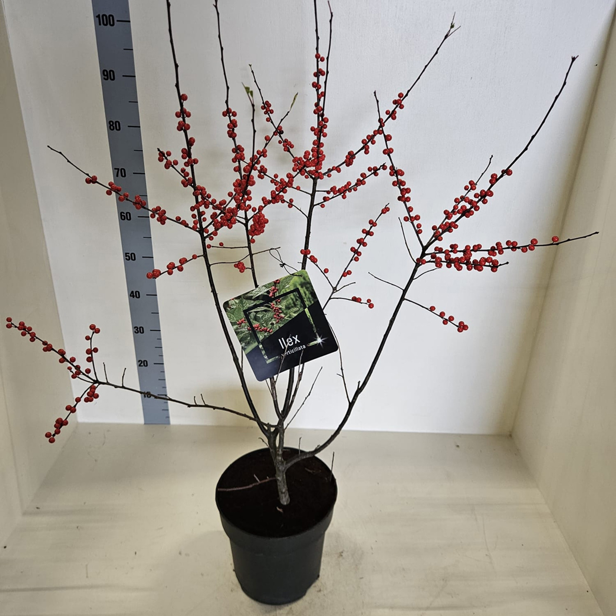 Ilex verticillata met bes, D 24 cm