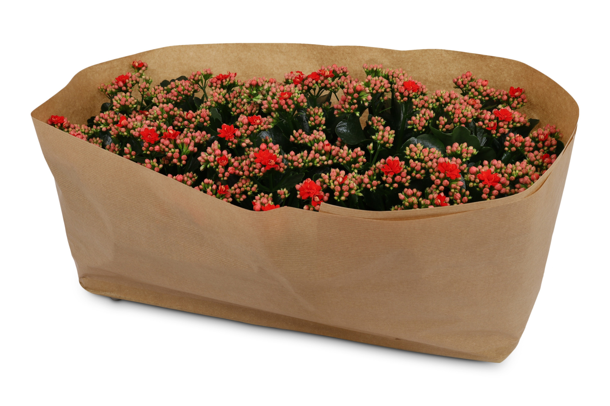 Kalanchoë Perfecta Red Kraag papier, D 12